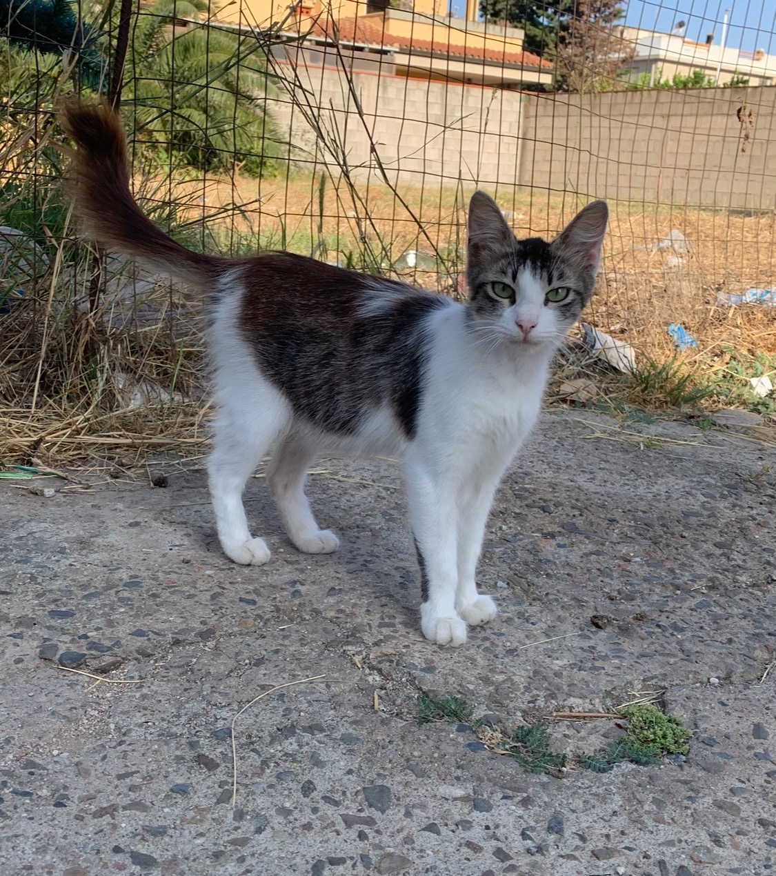 Un futuro migliore per i mici campaign photo, 2 of 8
