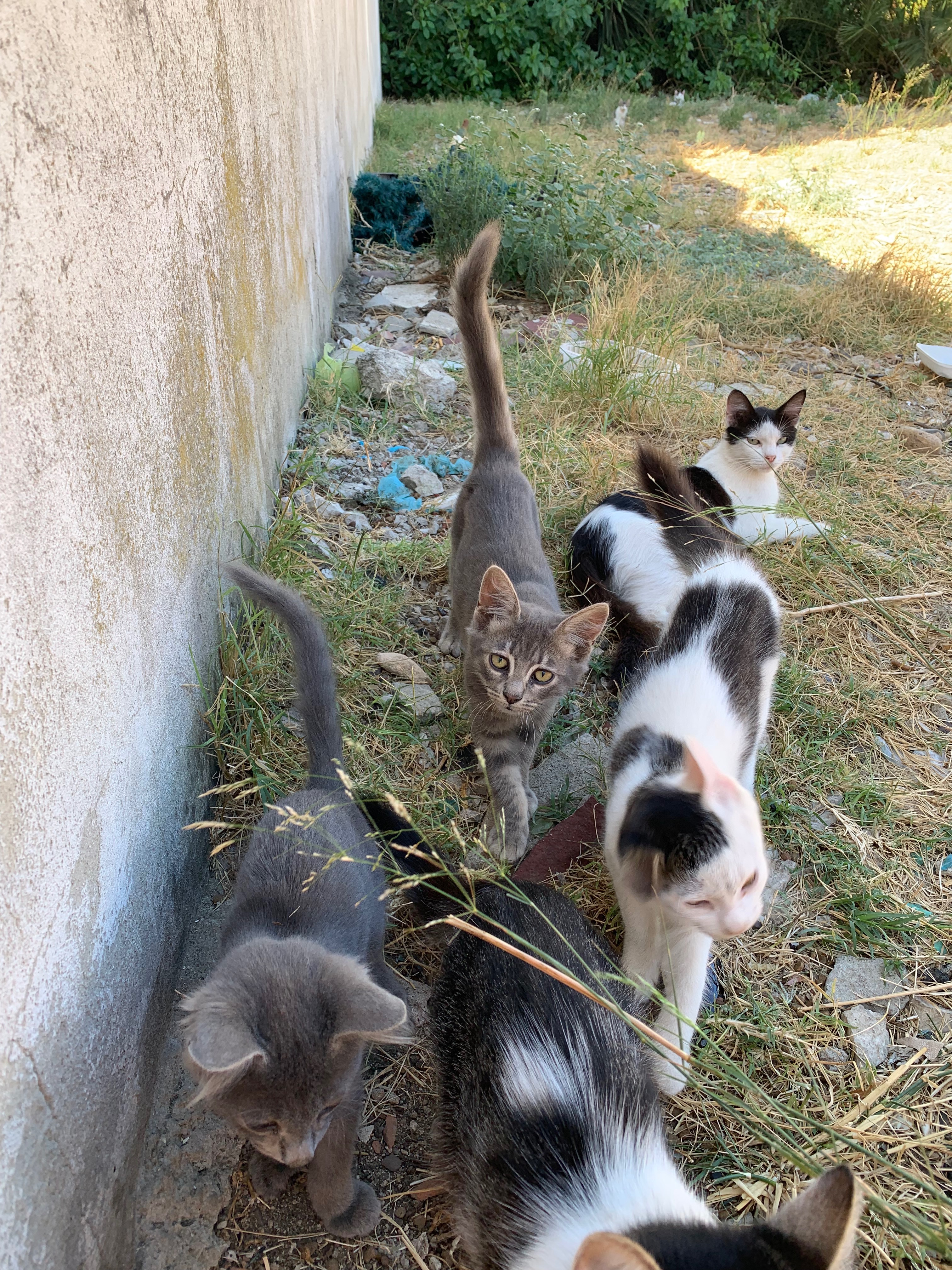 Un futuro migliore per i mici campaign photo, 6 of 8