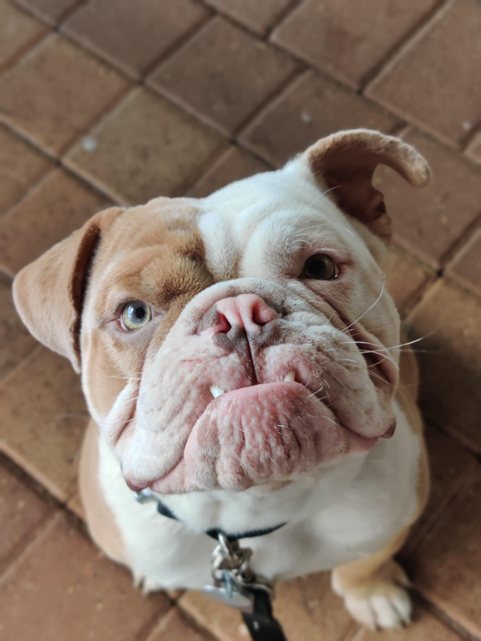 Harvey Needs a Helping Paw campaign photo, 7 of 8