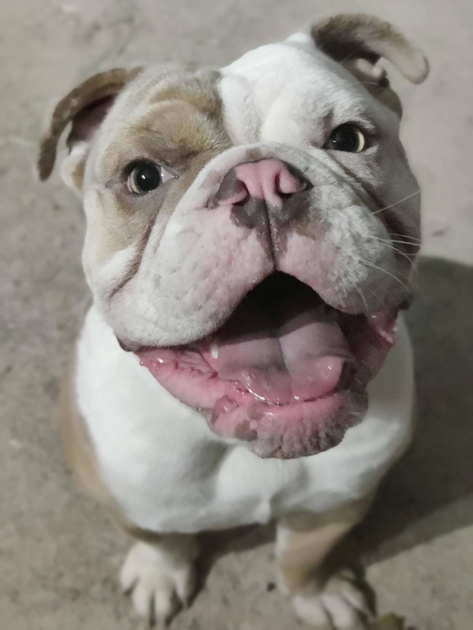 Harvey Needs a Helping Paw campaign photo, 2 of 8