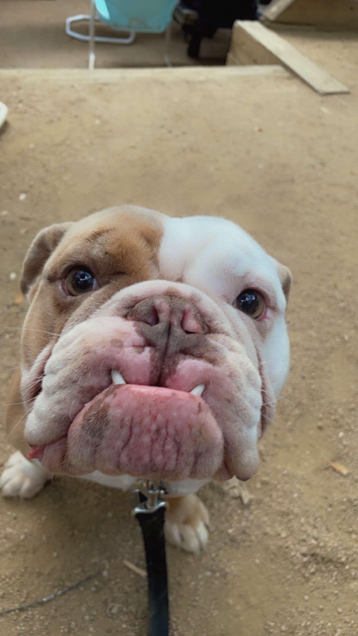 Harvey Needs a Helping Paw campaign photo, 4 of 8