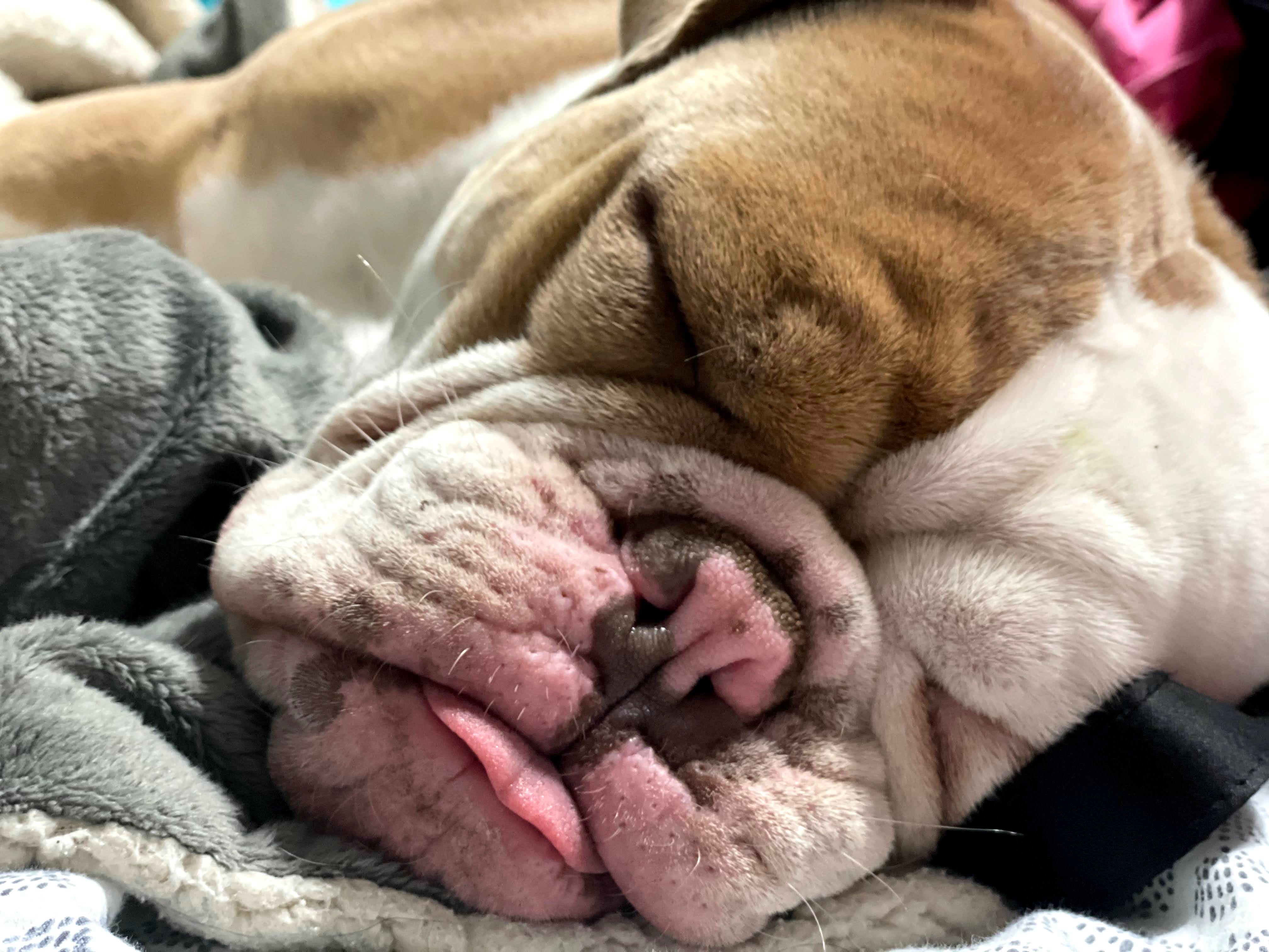 Harvey Needs a Helping Paw campaign photo, 5 of 8