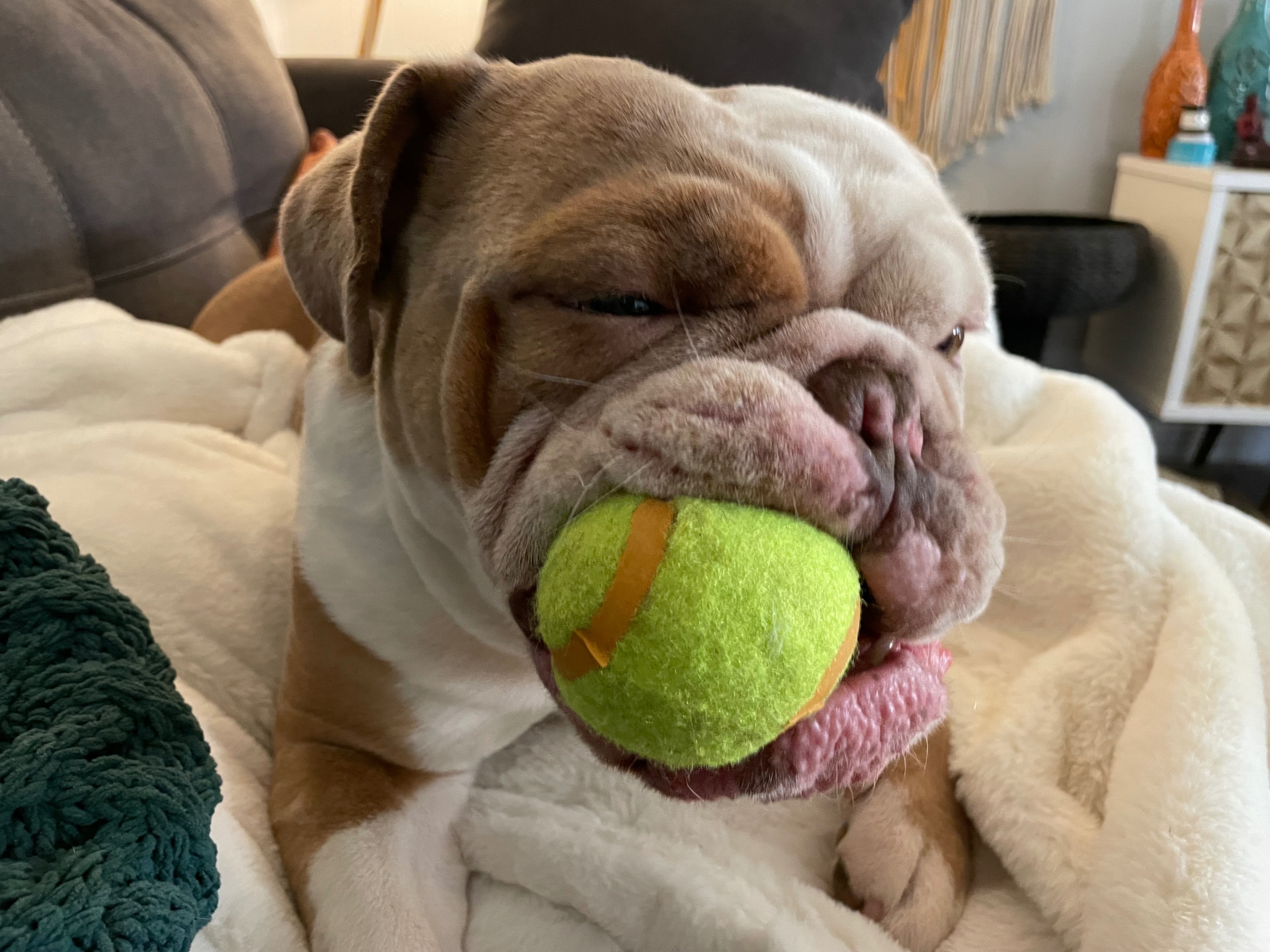 Harvey Needs a Helping Paw campaign photo, 6 of 8