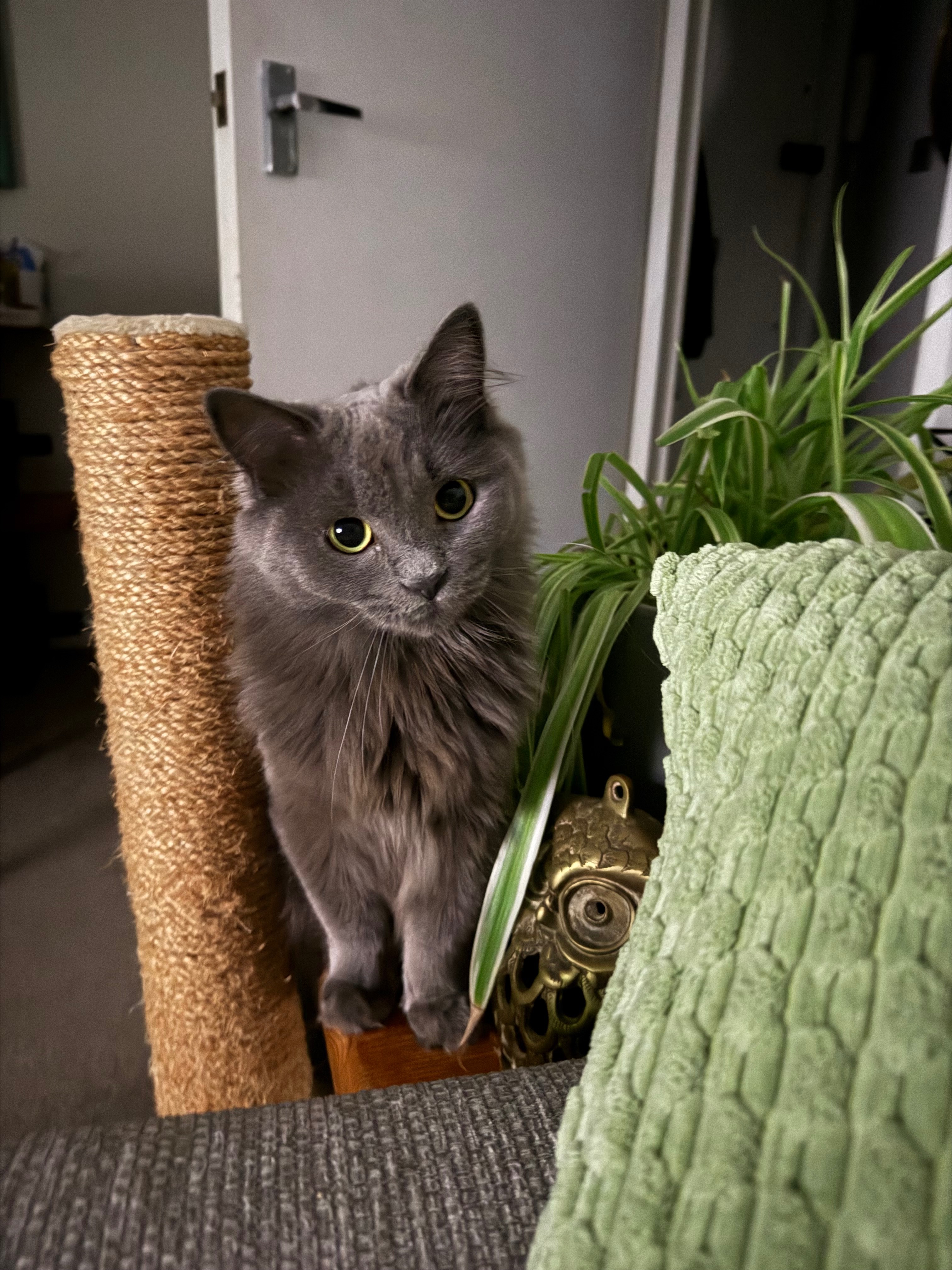 Rescue and rehome cats campaign photo, 2 of 4