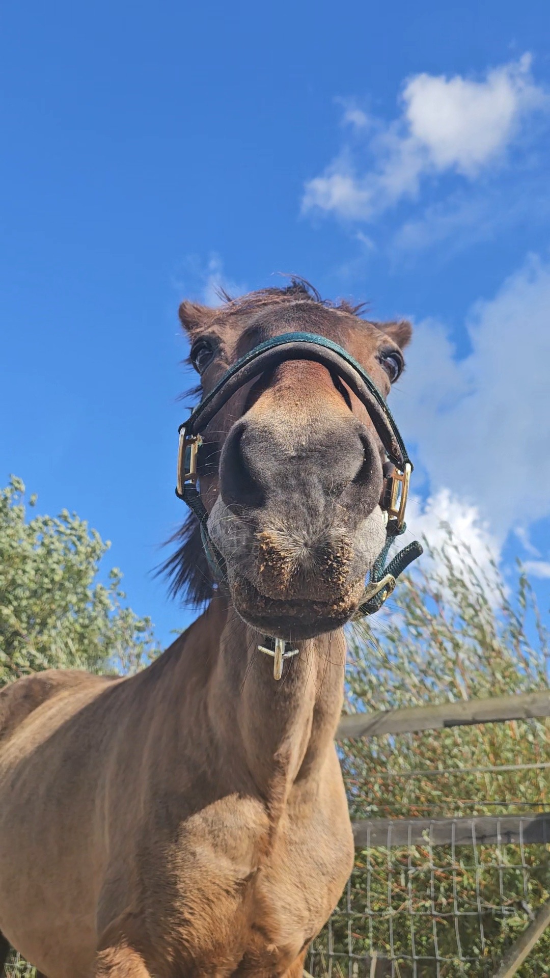 Please help me to pay towards my horse's colic vet bill campaign photo, 4 of 8