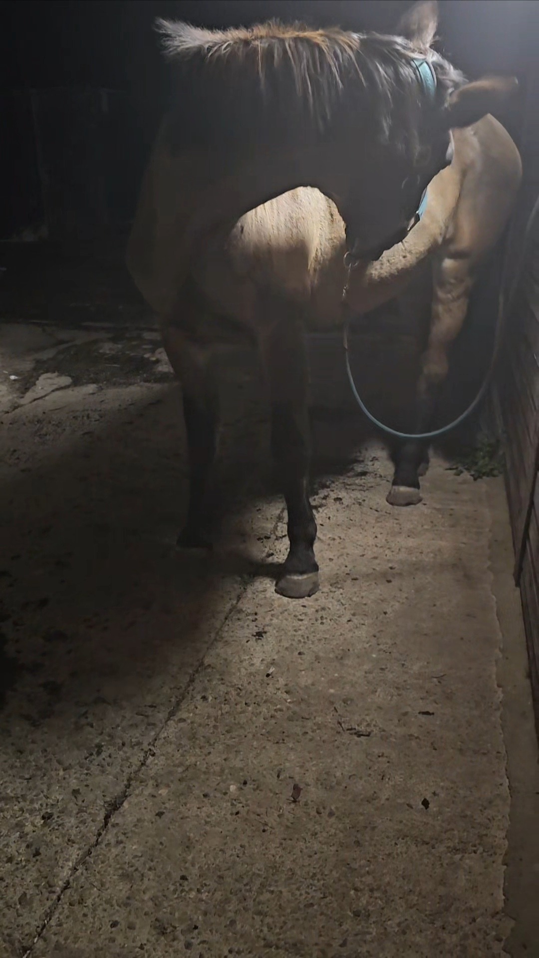 Please help me to pay towards my horse's colic vet bill campaign photo, 5 of 8