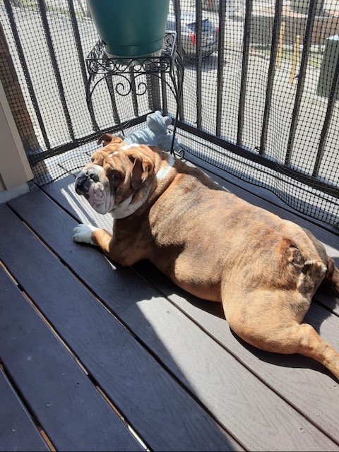 Rudy have a longer life. campaign photo, 2 of 6
