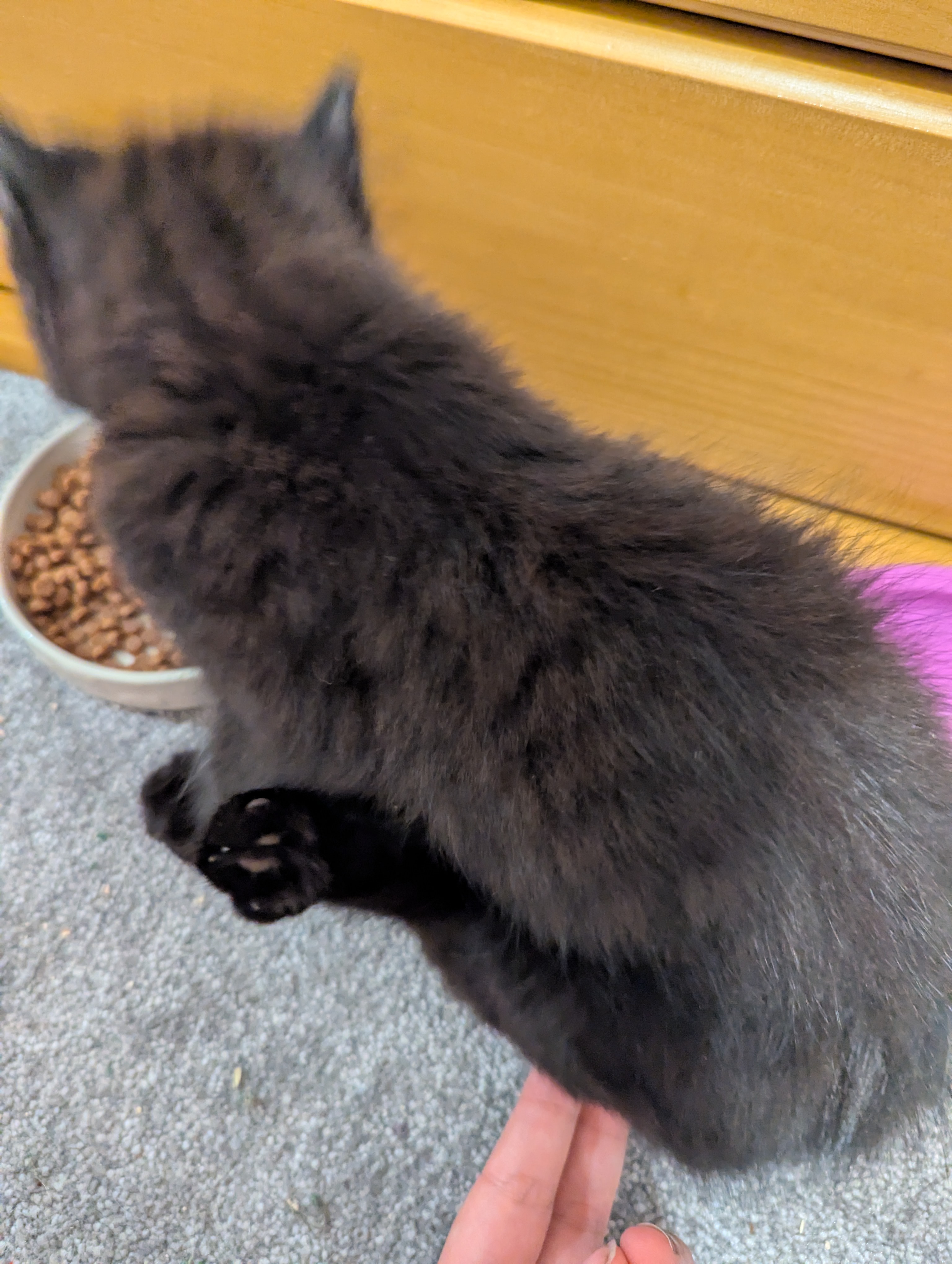 Help a disabled kitten get surgery so he can walk campaign photo, 6 of 7