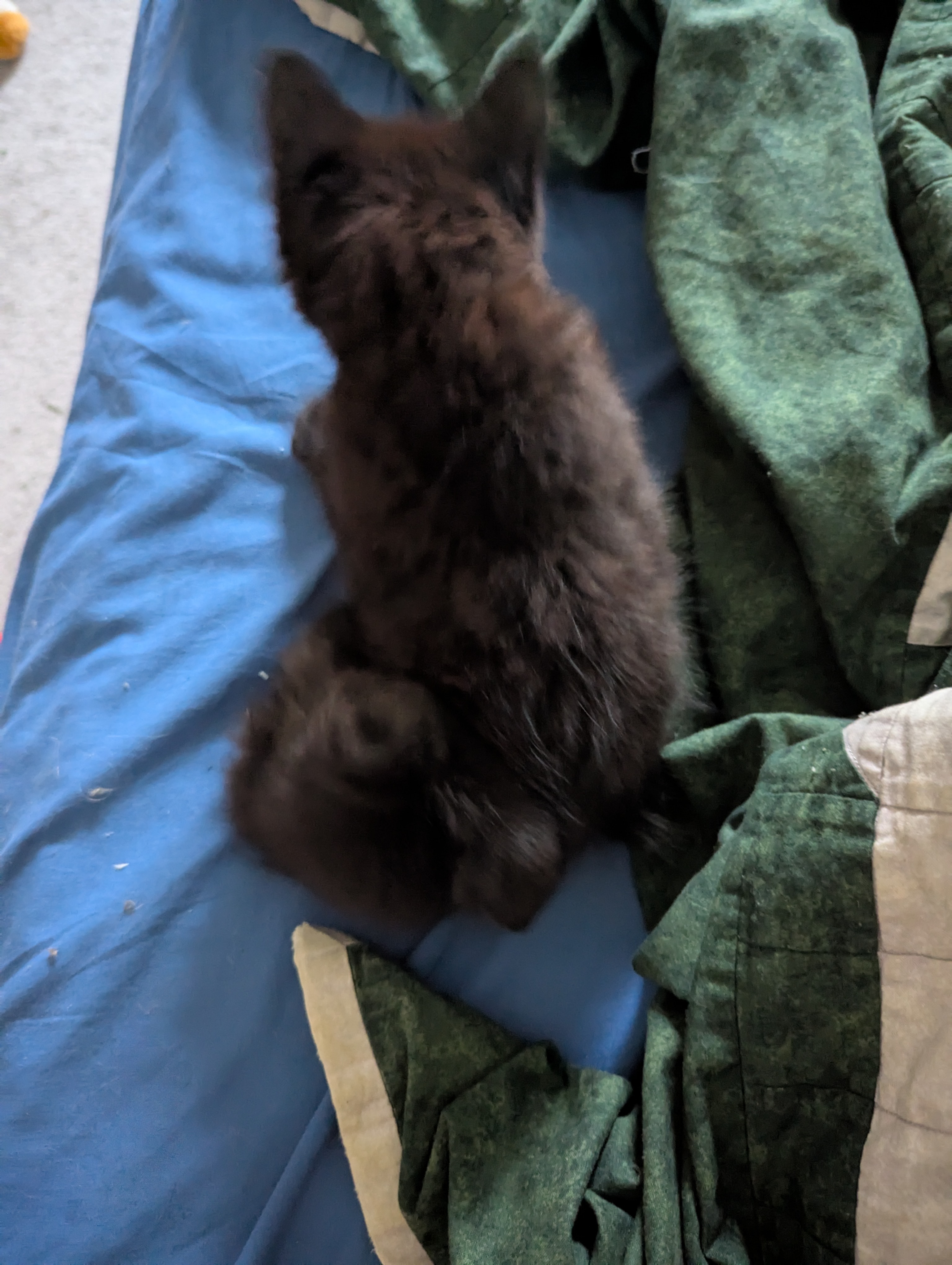 Help a disabled kitten get surgery so he can walk campaign photo, 2 of 7