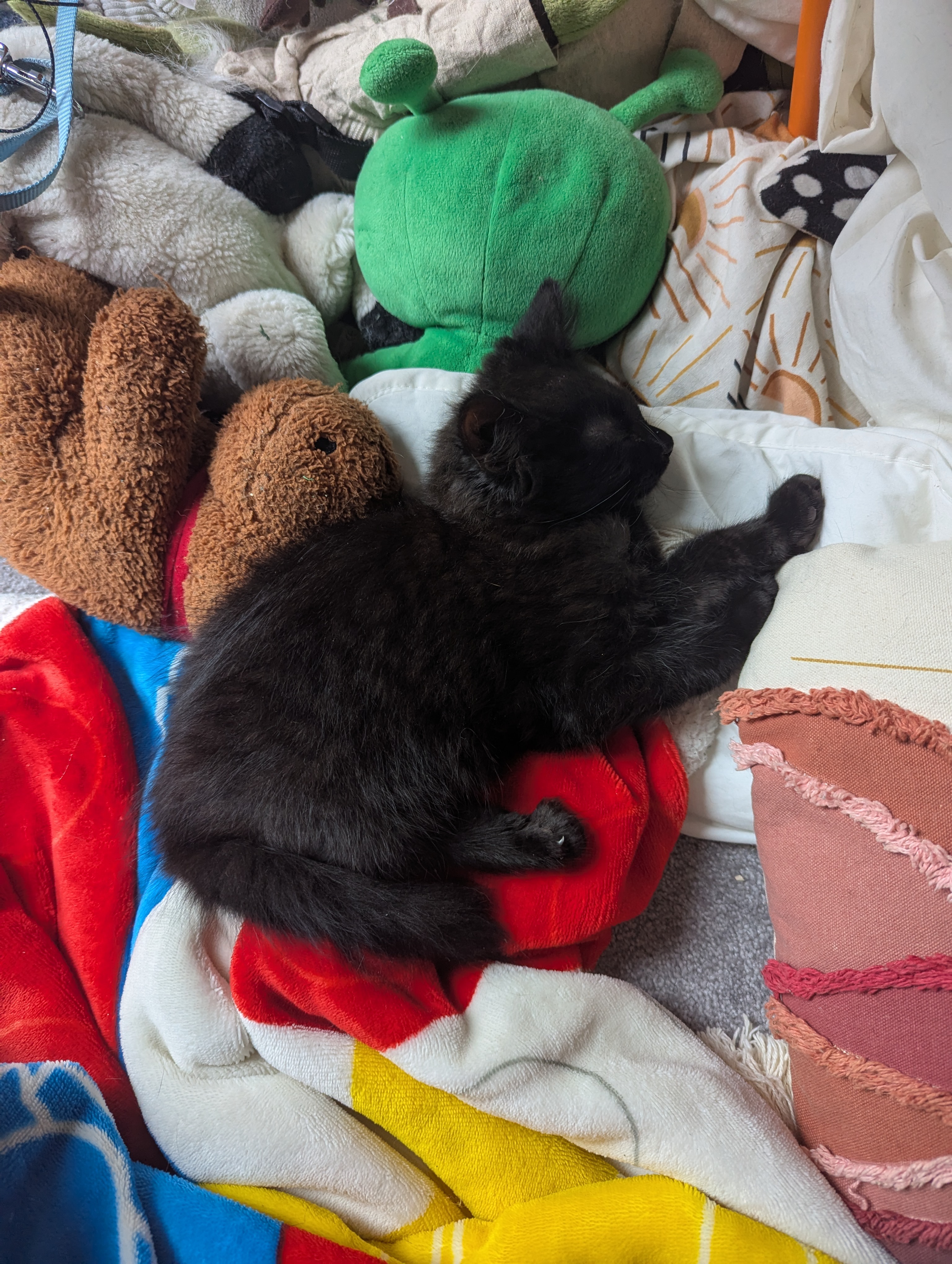 Help a disabled kitten get surgery so he can walk campaign photo, 4 of 7