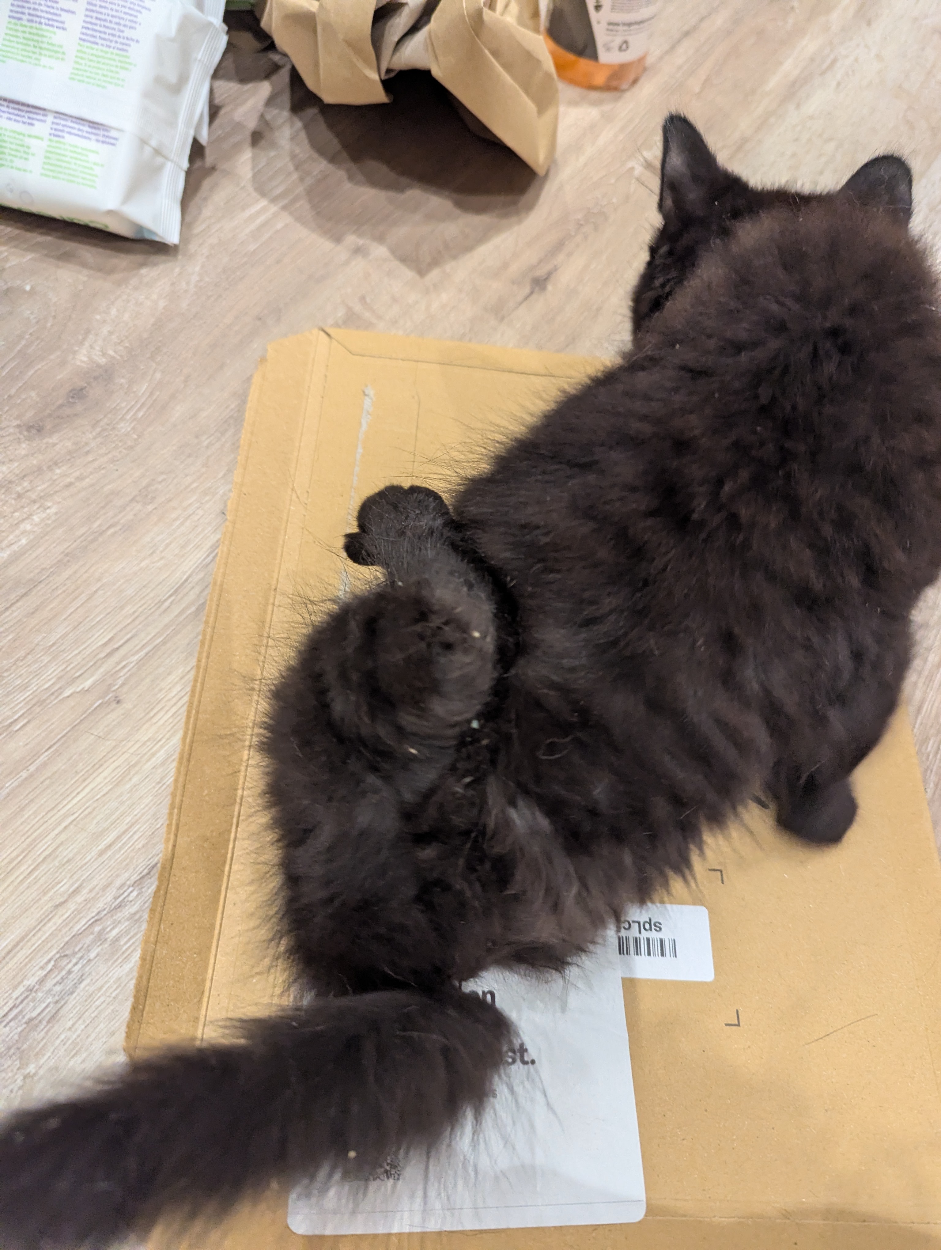 Help a disabled kitten get surgery so he can walk campaign photo, 5 of 7