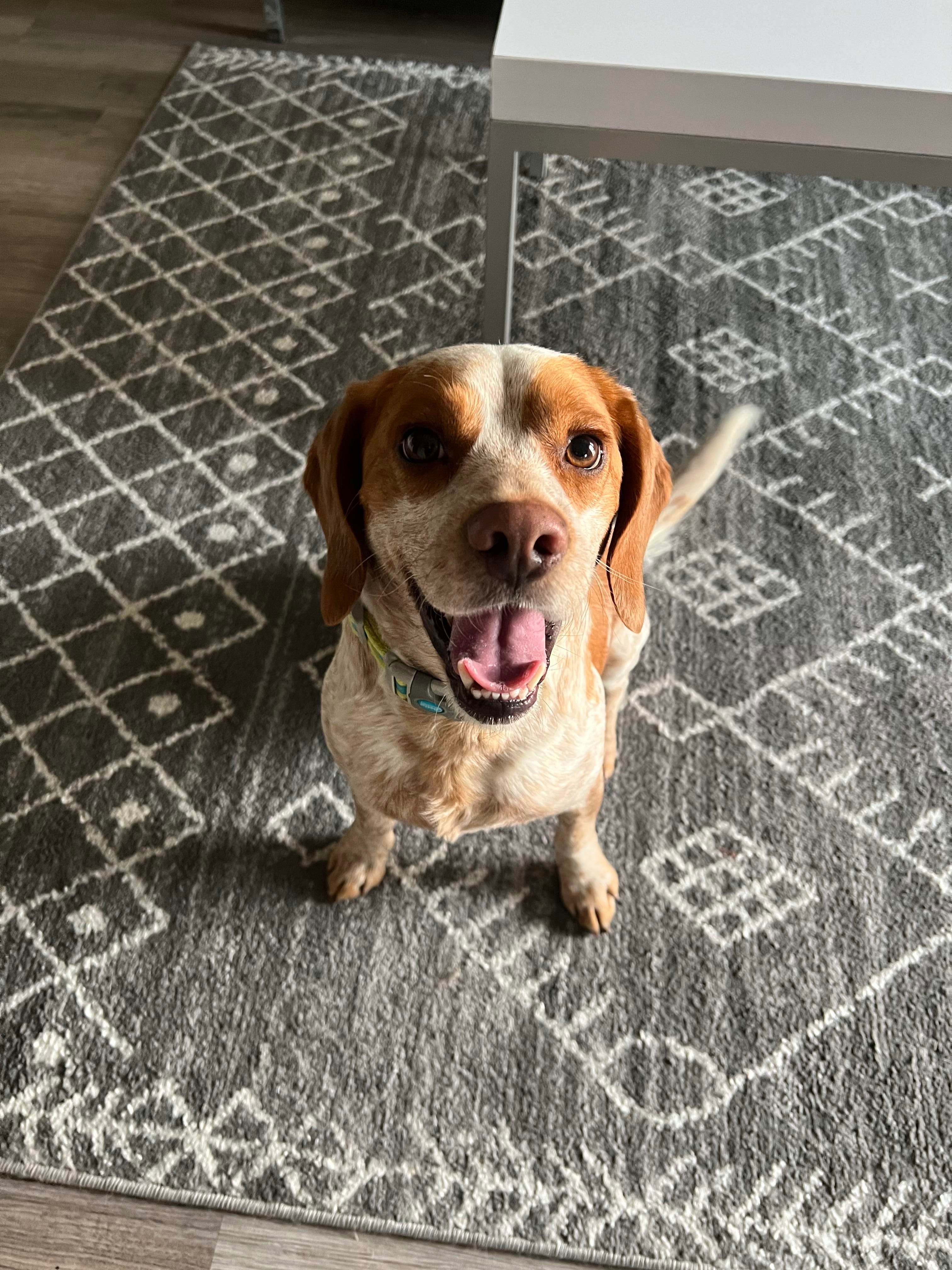 Hank's Vet Care campaign photo, 2 of 8