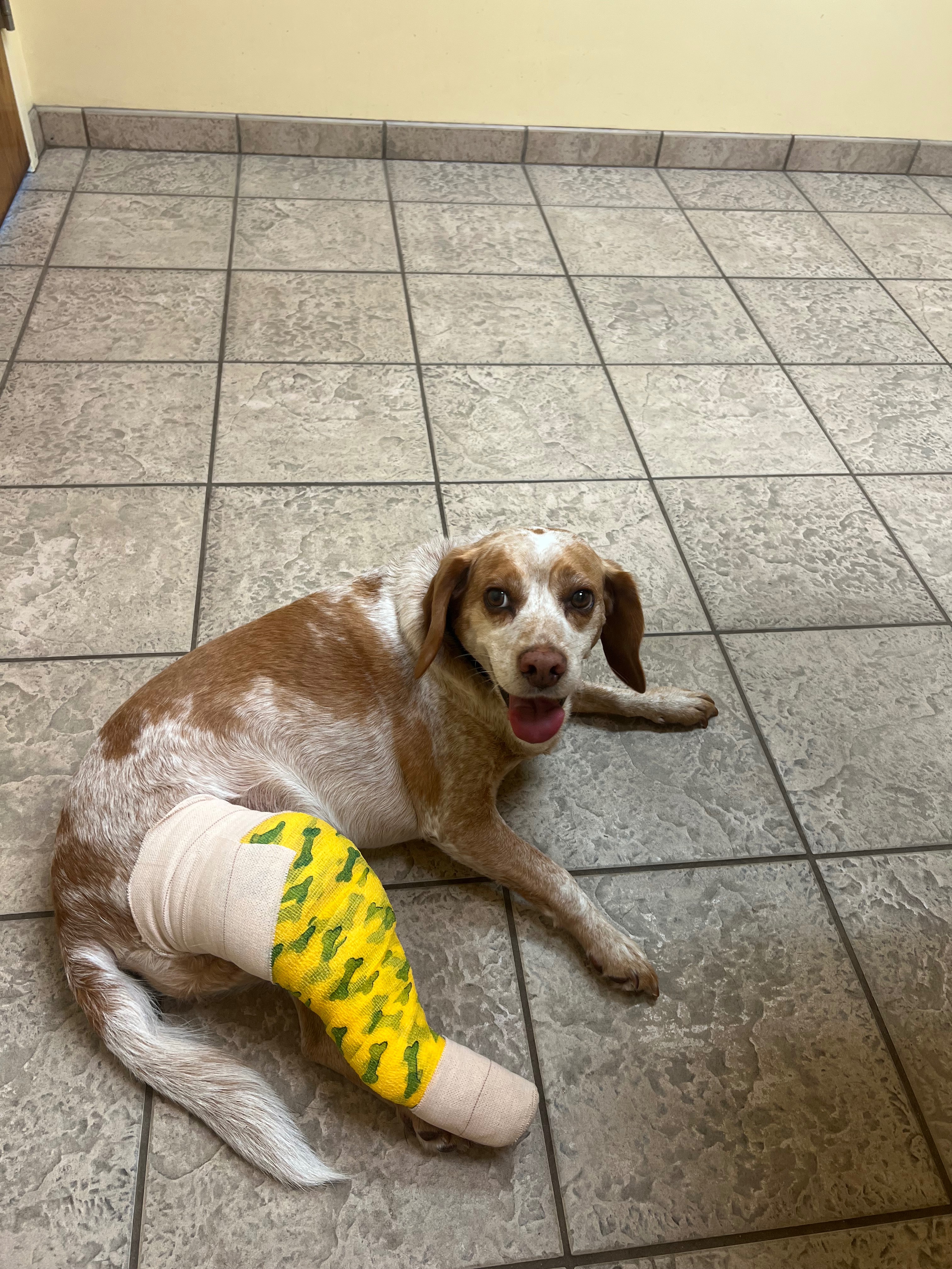 Hank's Vet Care campaign photo, 4 of 8
