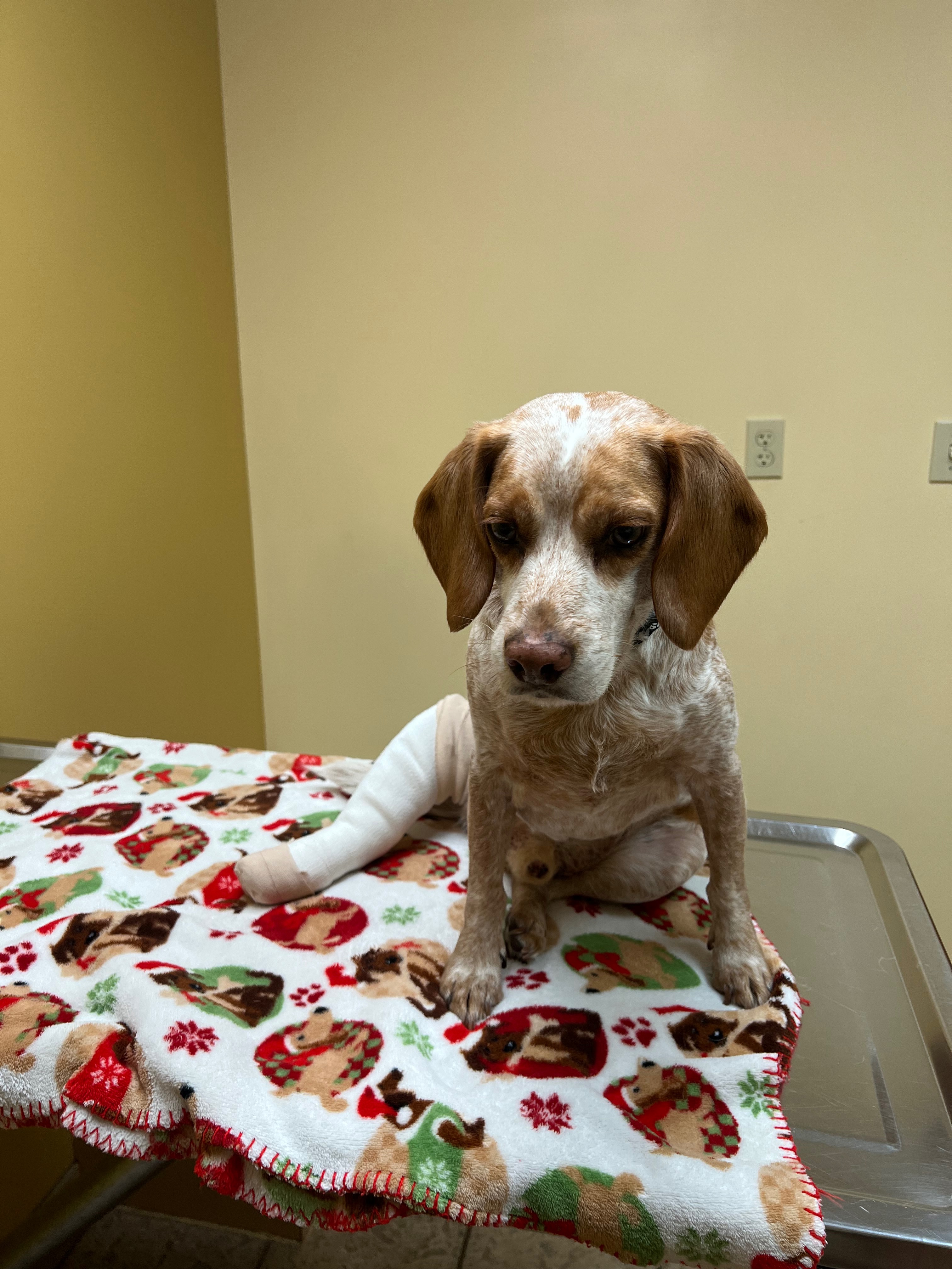 Hank's Vet Care campaign photo, 5 of 8