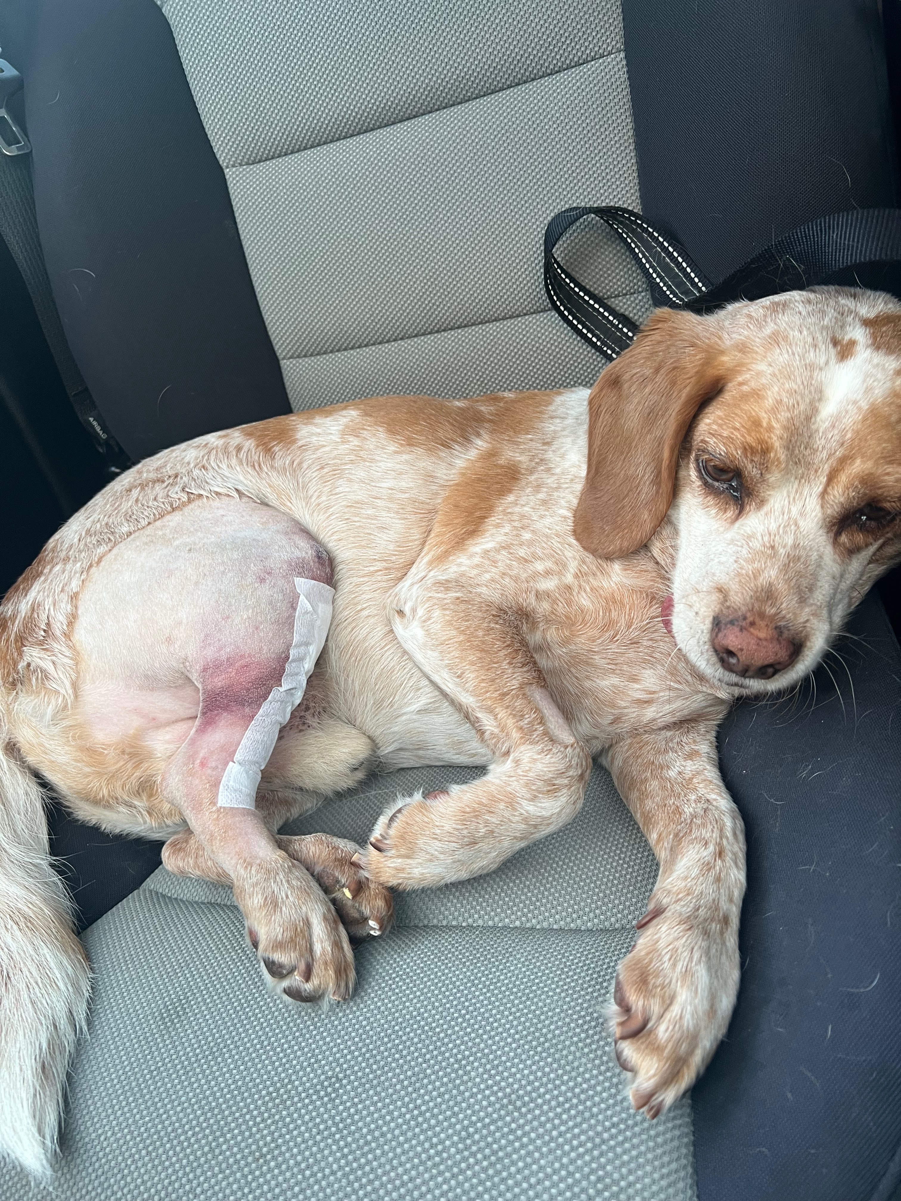 Hank's Vet Care campaign photo, 6 of 8