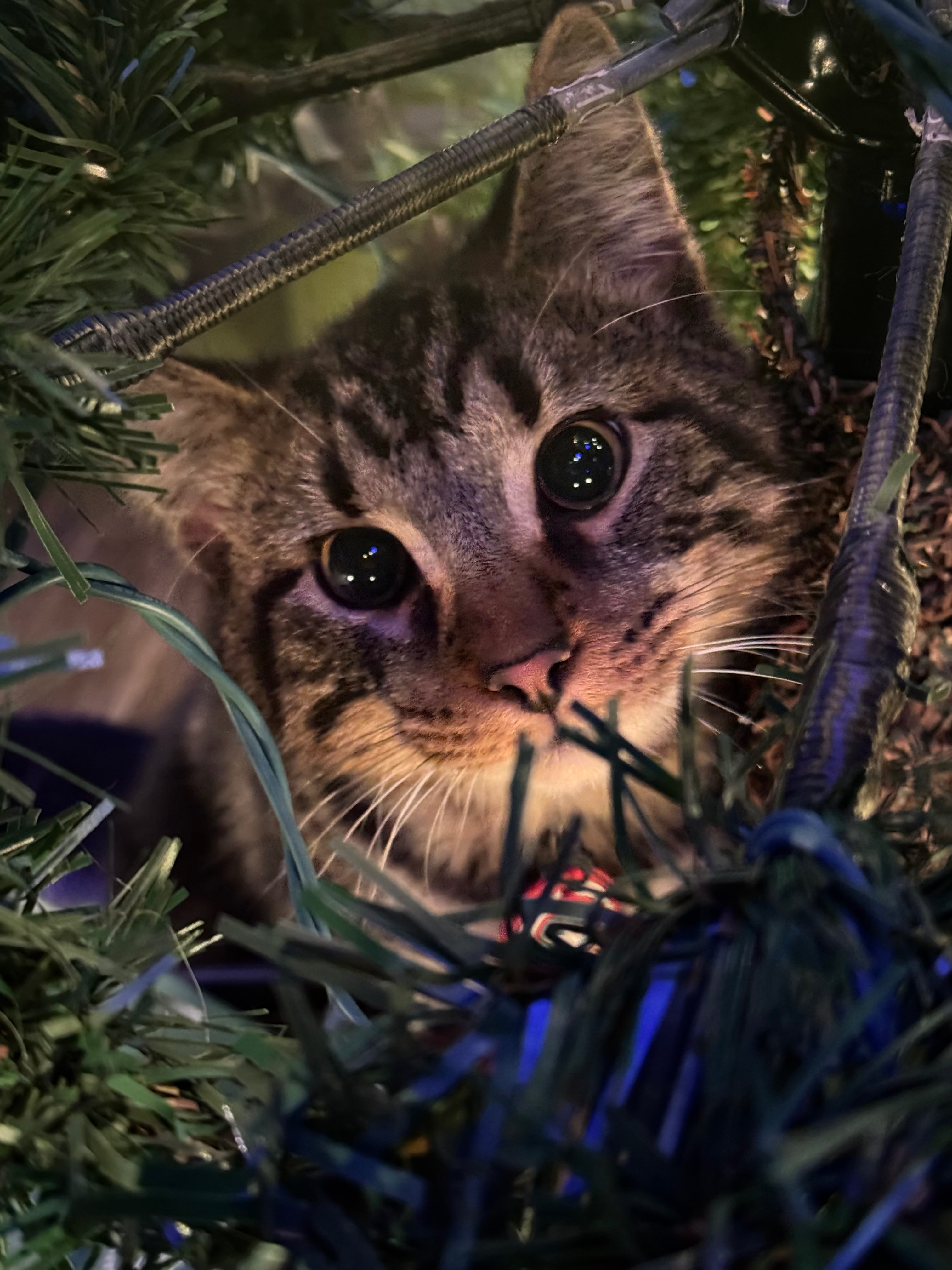 Support Anakin's Urgent Surgery and Care campaign photo, 7 of 8