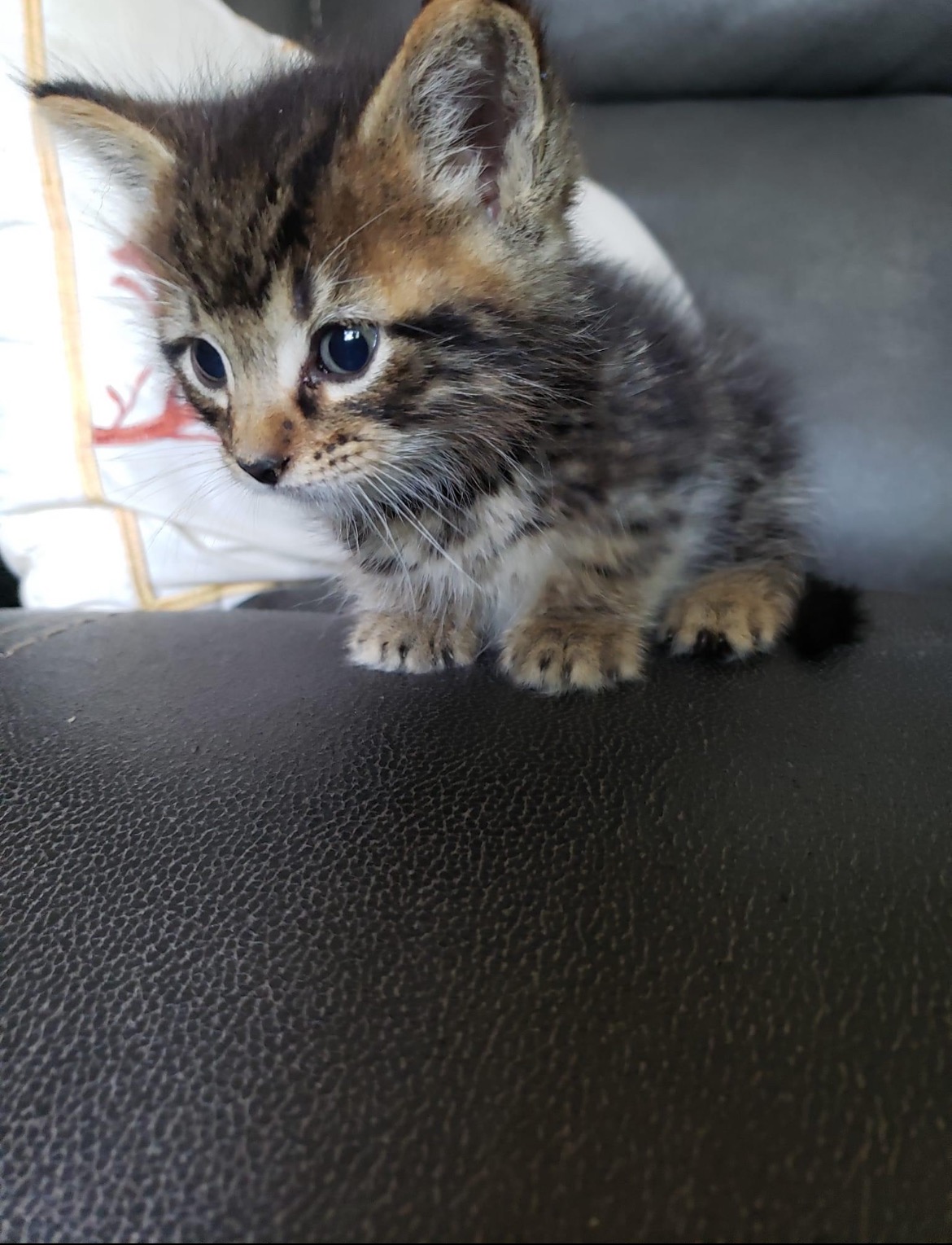 Support Anakin's Urgent Surgery and Care campaign photo, 6 of 8