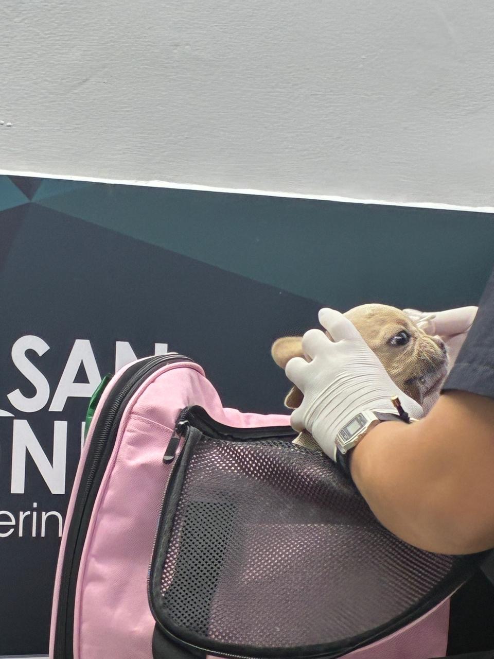 Support Kiko's Urgent Medical Treatment campaign photo, 6 of 8