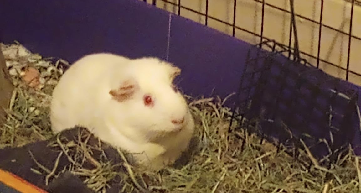 User-uploaded image 1