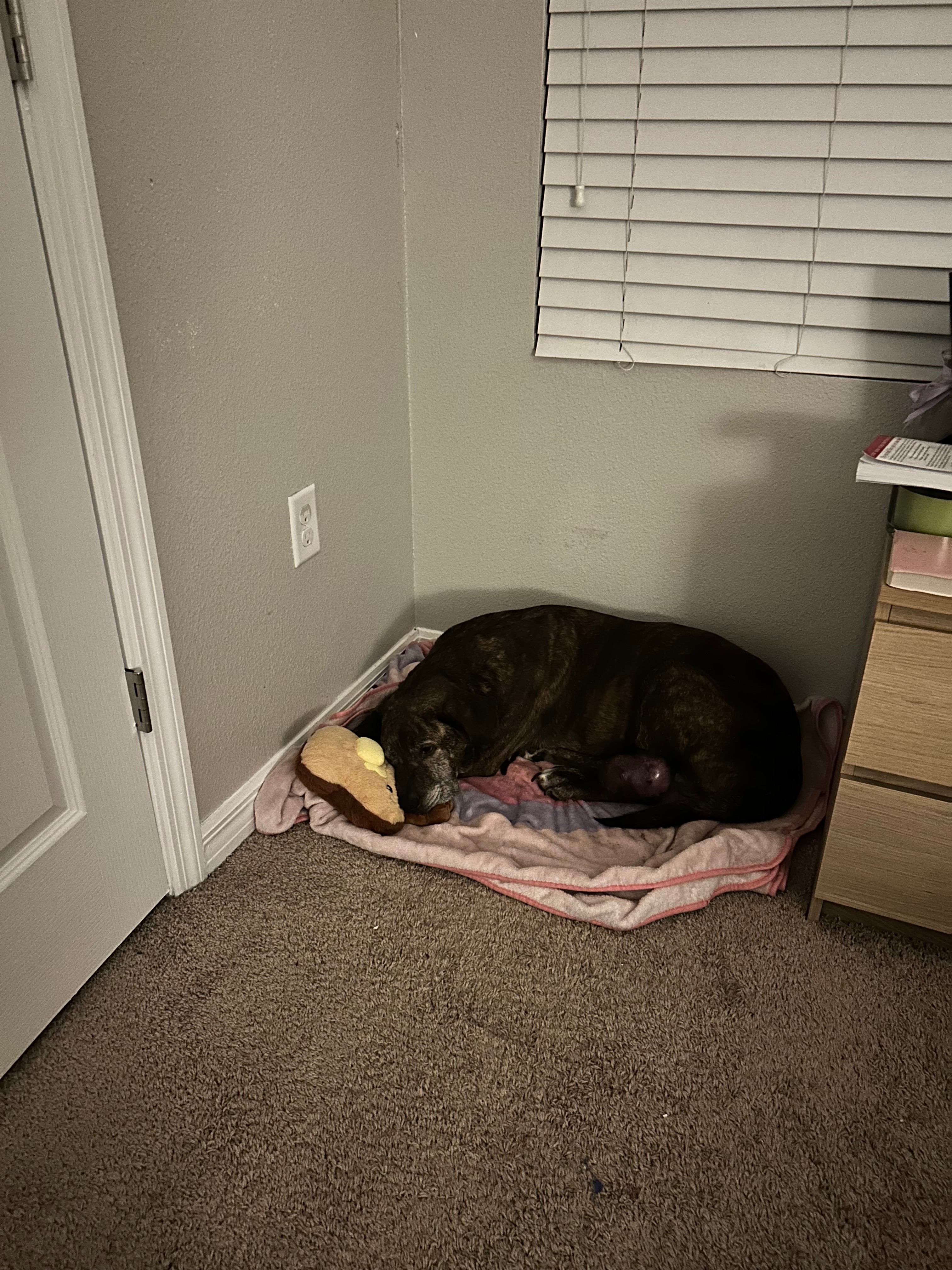Help Save Leon’s Life – Our Sweet Rescue Dog Needs Surgery campaign photo, 2 of 8
