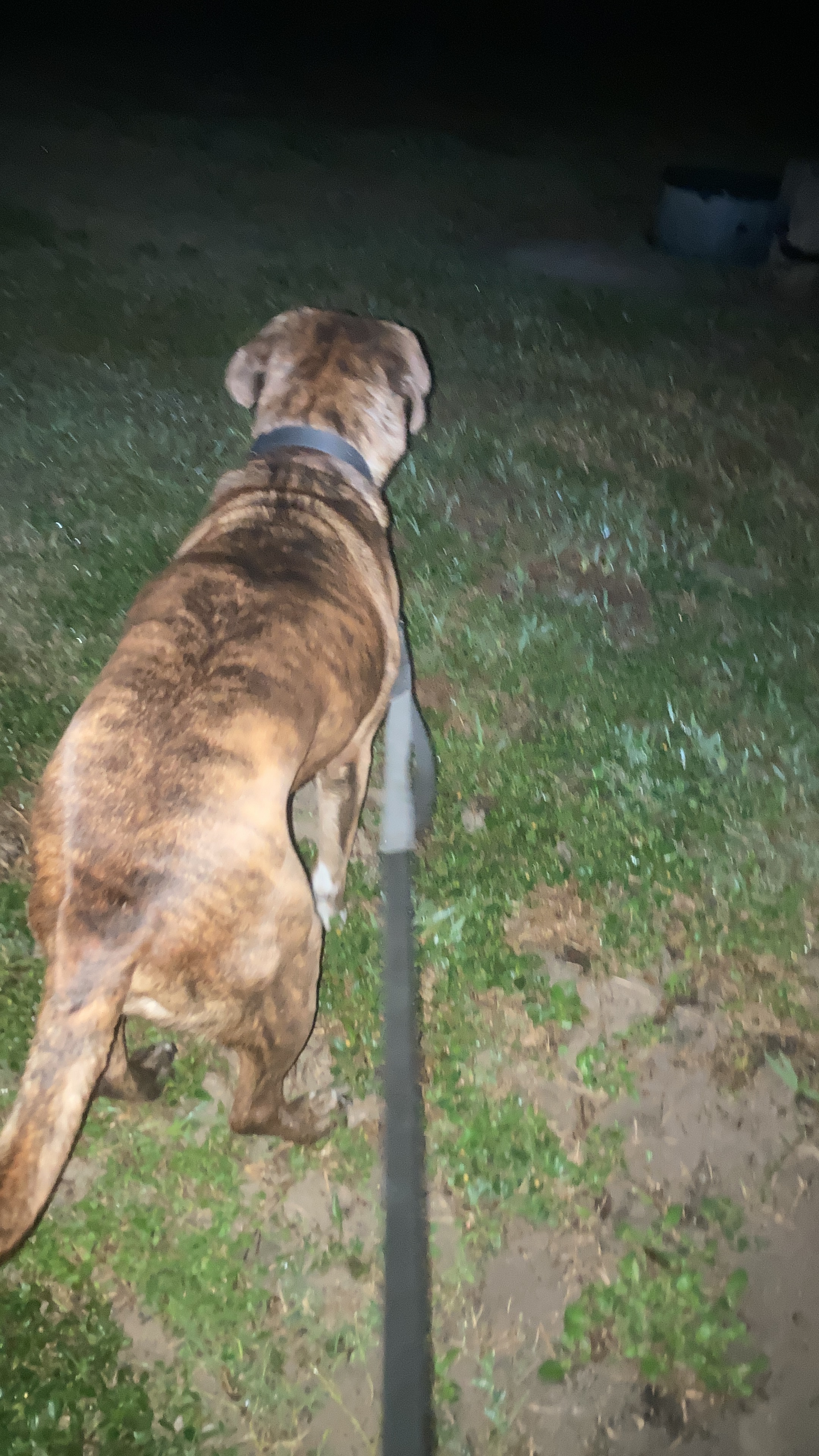 Help Save Leon’s Life – Our Sweet Rescue Dog Needs Surgery campaign photo, 4 of 8