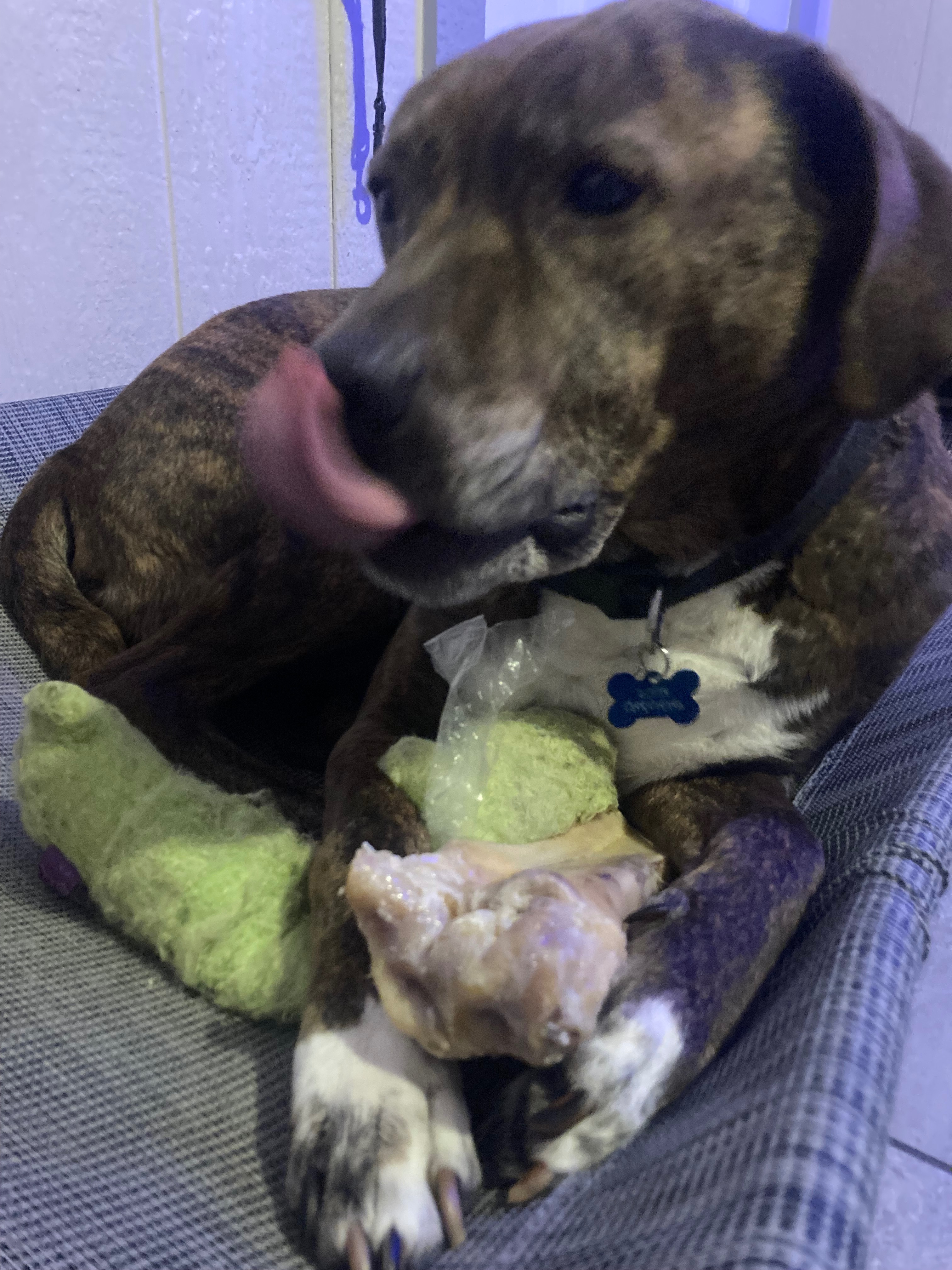 Help Save Leon’s Life – Our Sweet Rescue Dog Needs Surgery campaign photo, 5 of 8