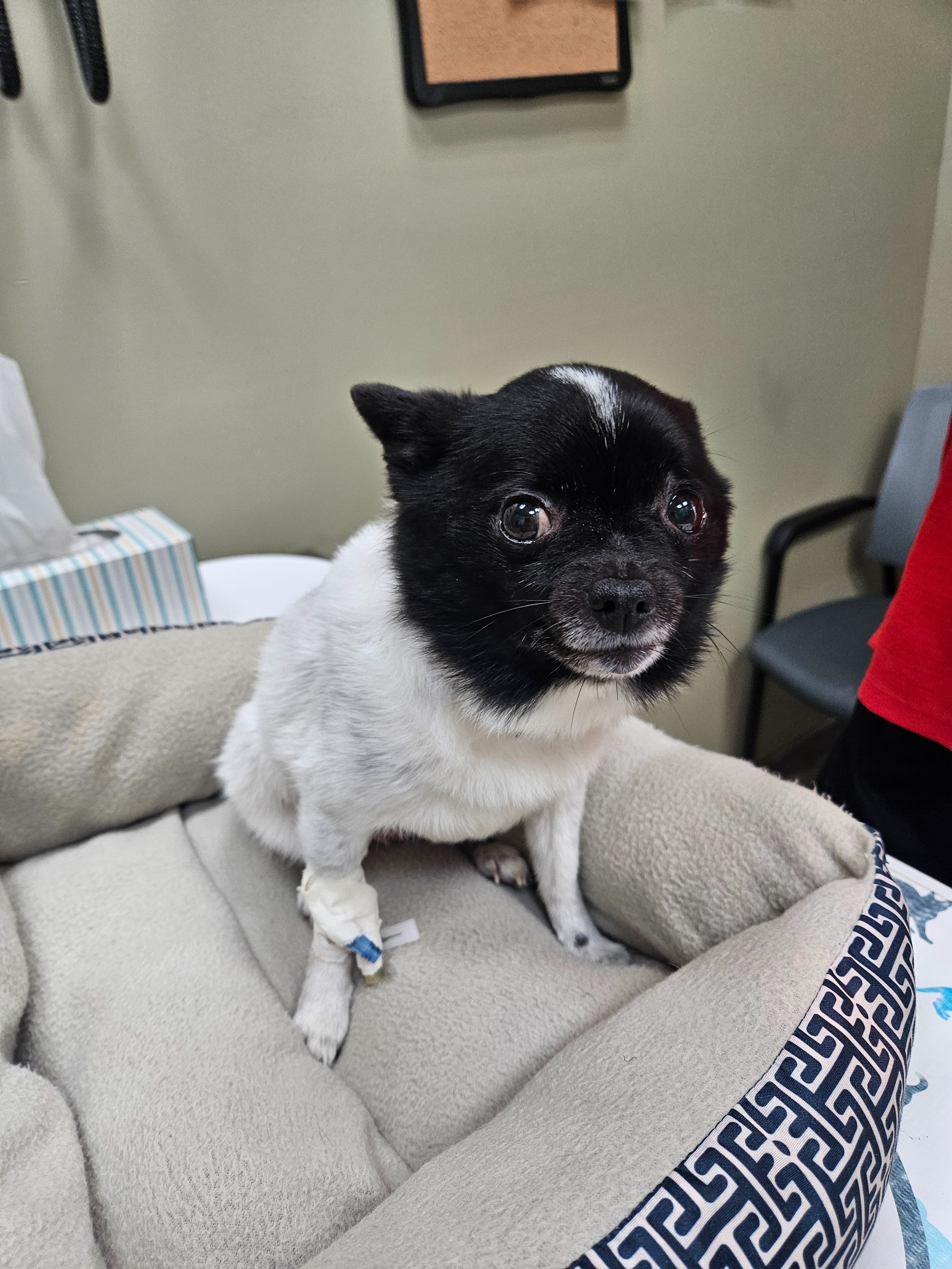 Help Snooky Recover from Life-Threatening Infection campaign photo, 7 of 8