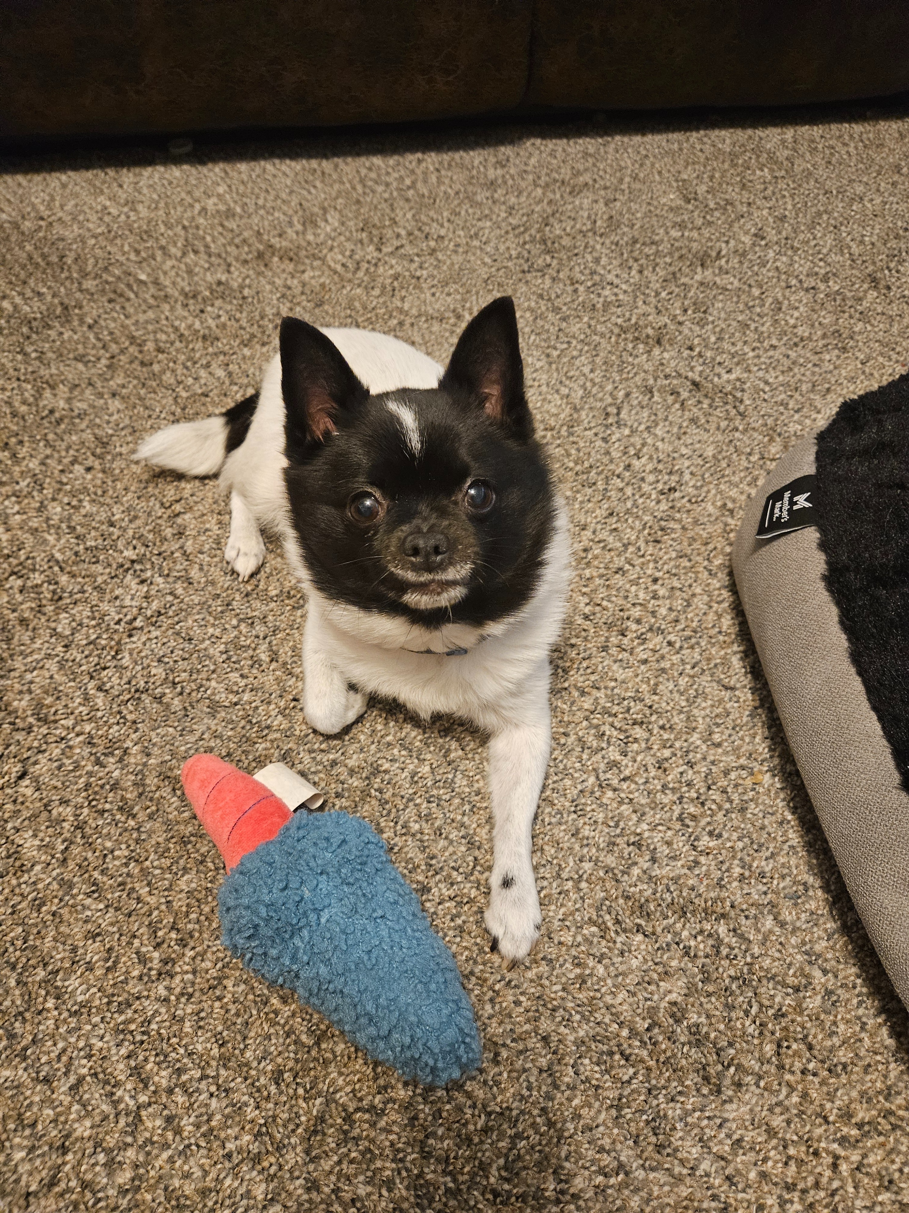 Help Snooky Recover from Life-Threatening Infection campaign photo, 5 of 8