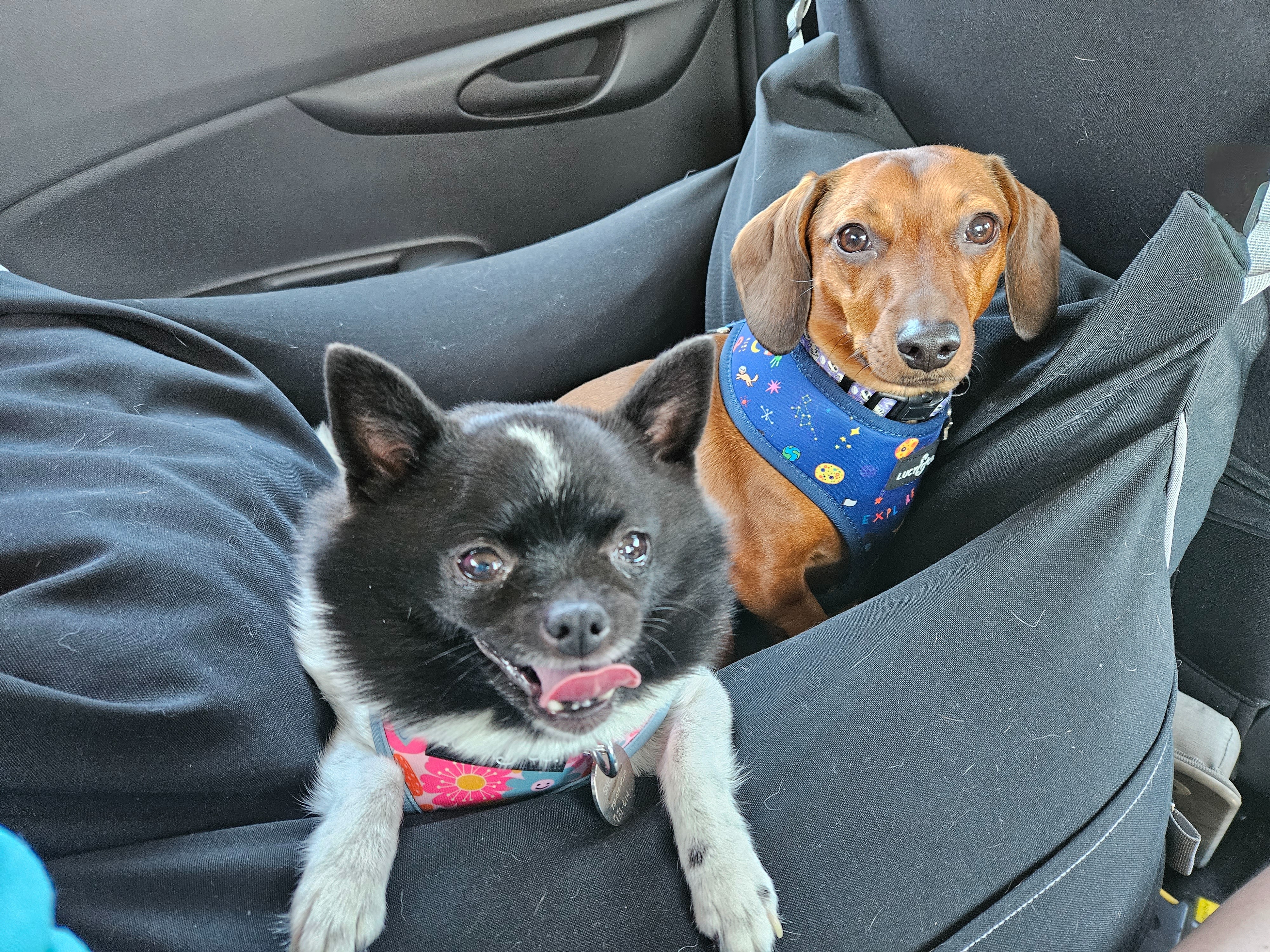 Help Snooky Recover from Life-Threatening Infection campaign photo, 6 of 8