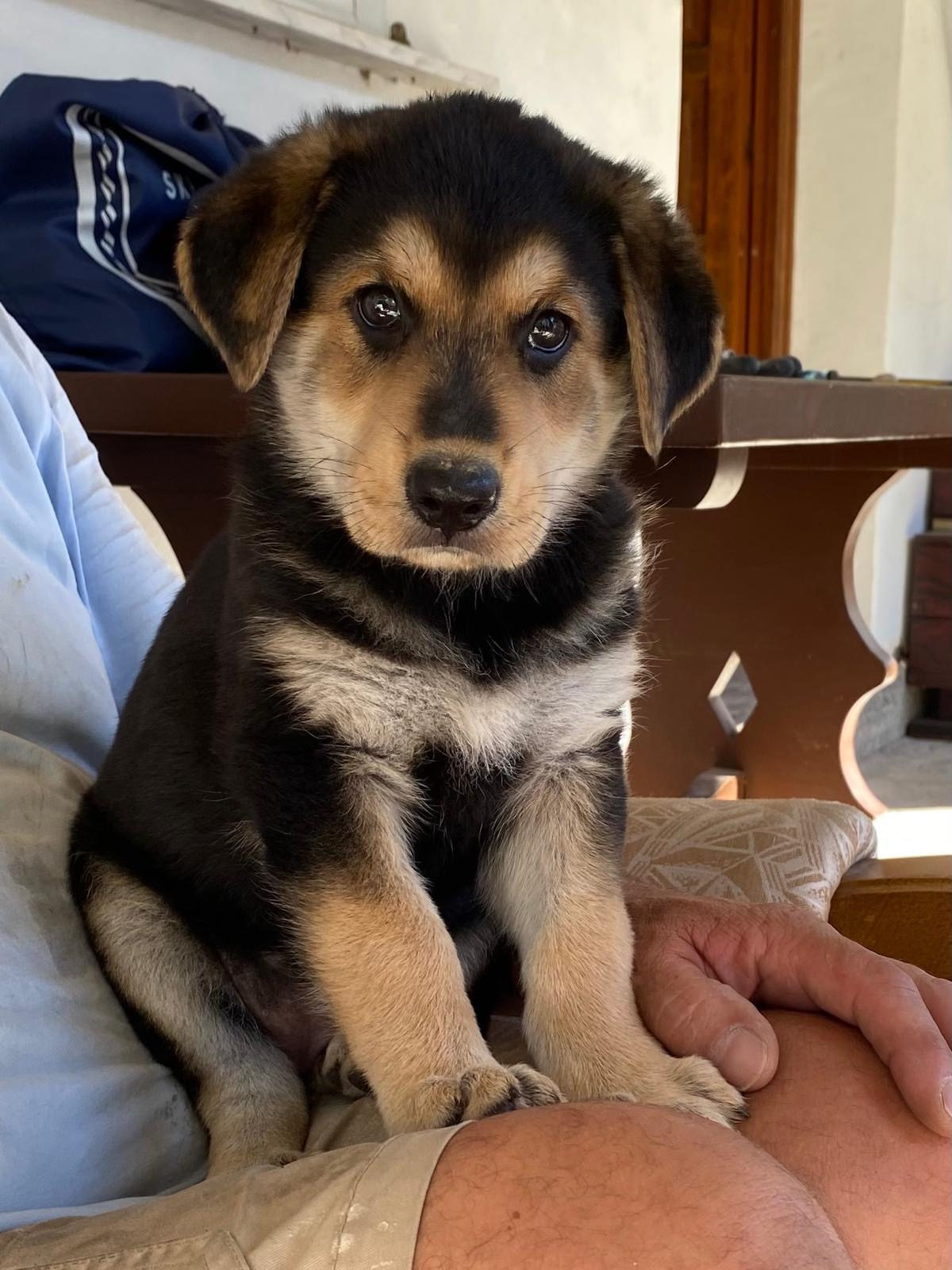 Doukades dogs campaign photo, 2 of 8