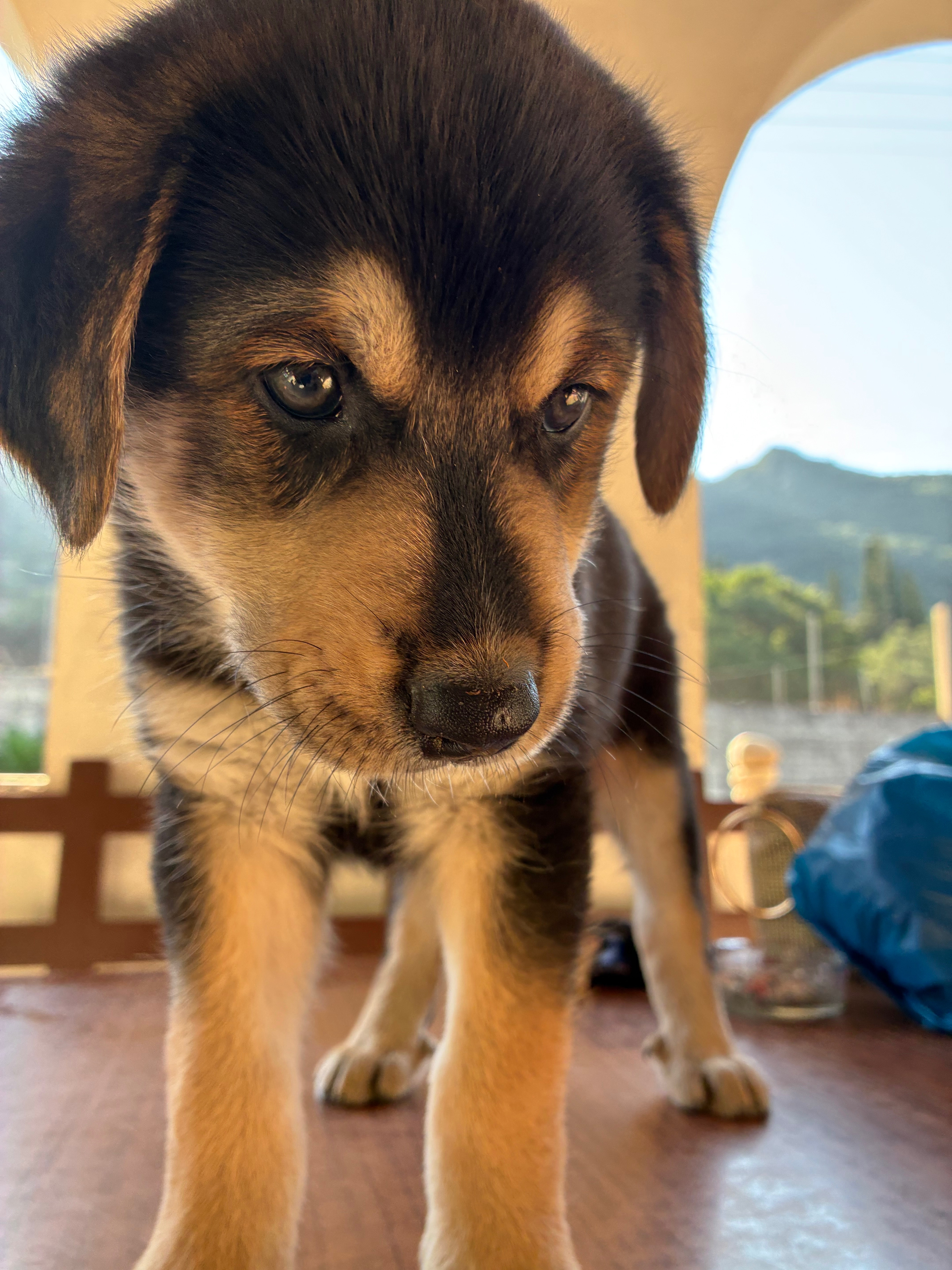 Doukades dogs campaign photo, 4 of 8