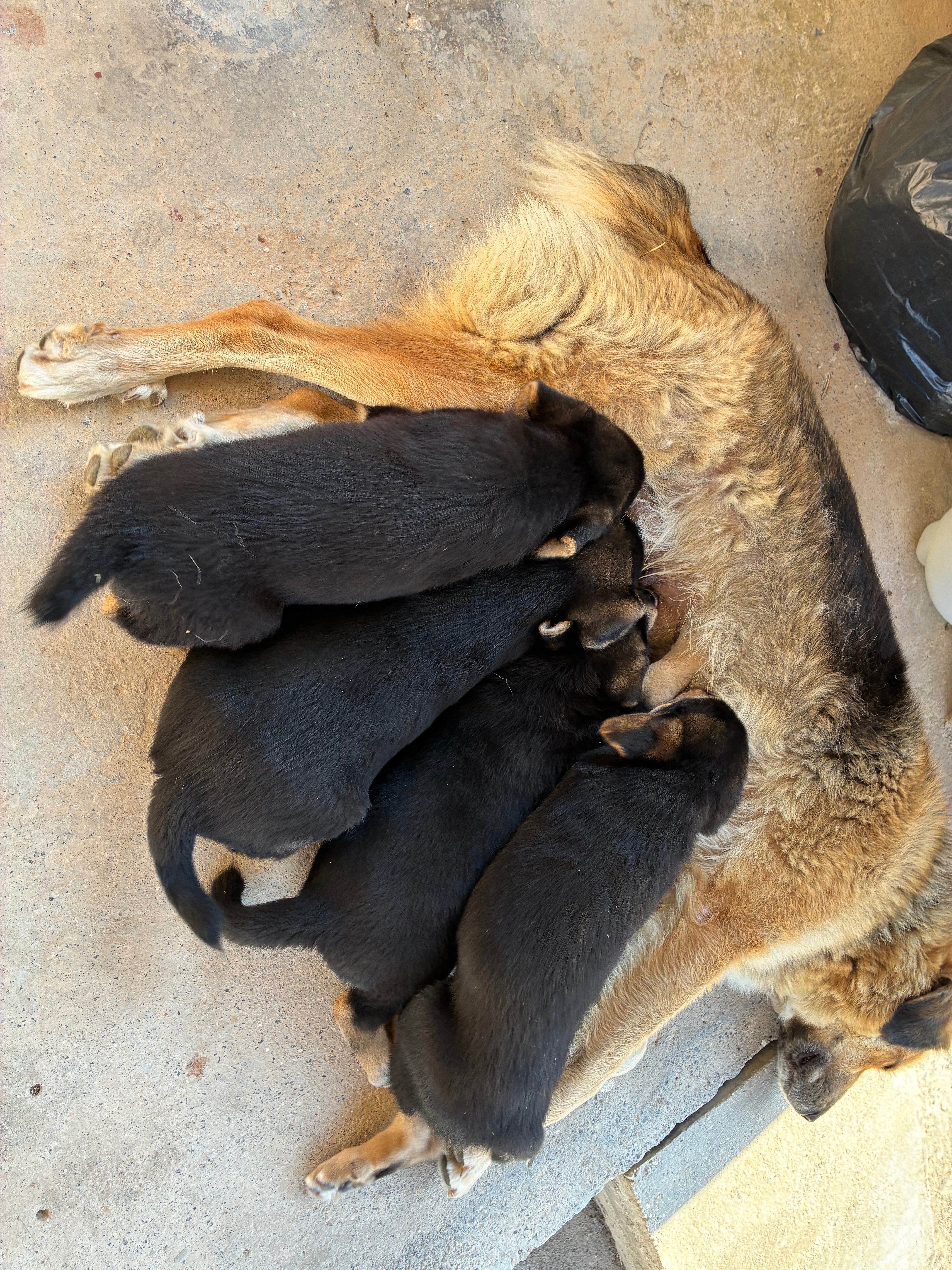 Doukades dogs campaign photo, 5 of 8