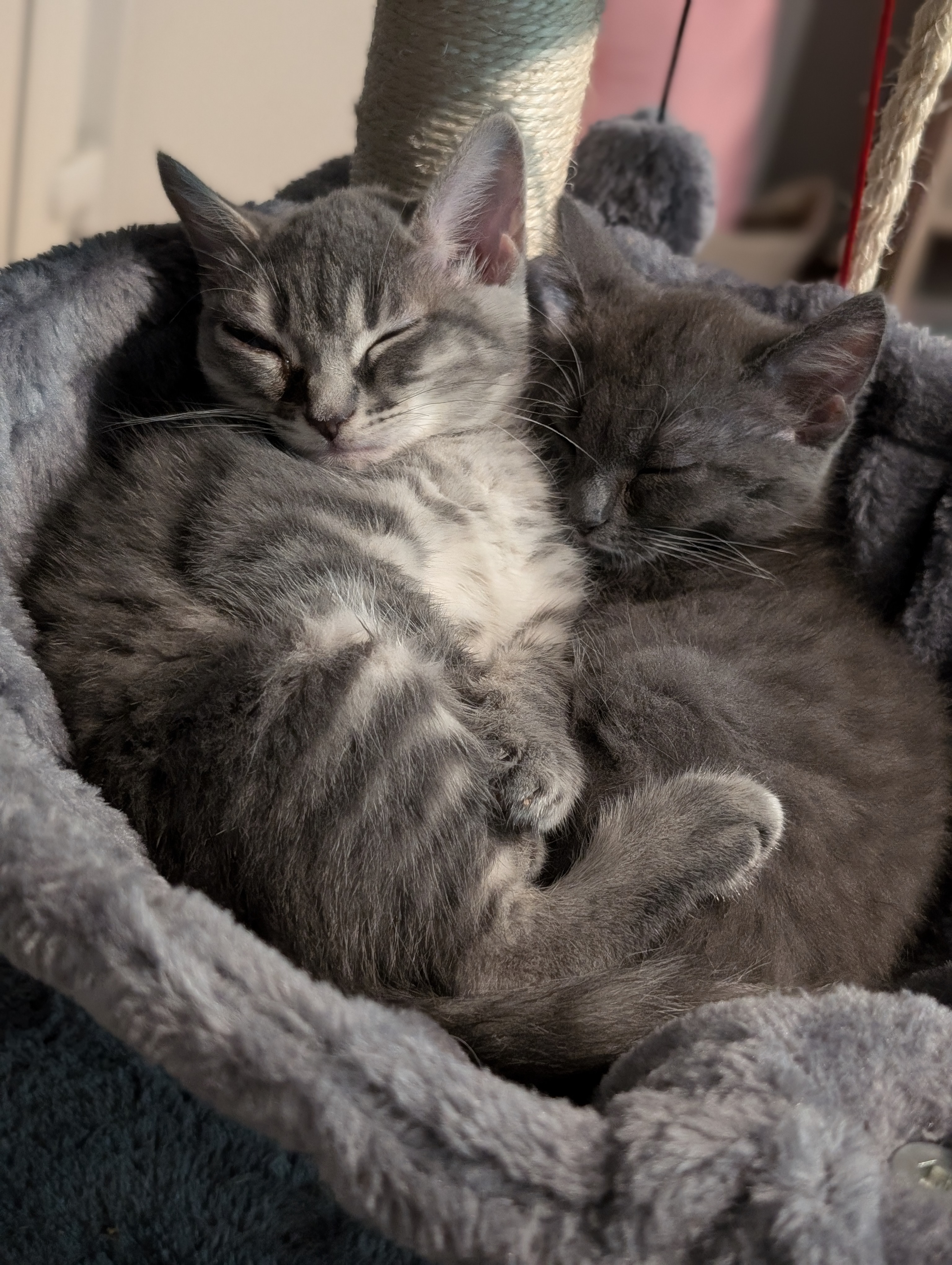 Raise funds for sonic's vet bill campaign photo, 2 of 6