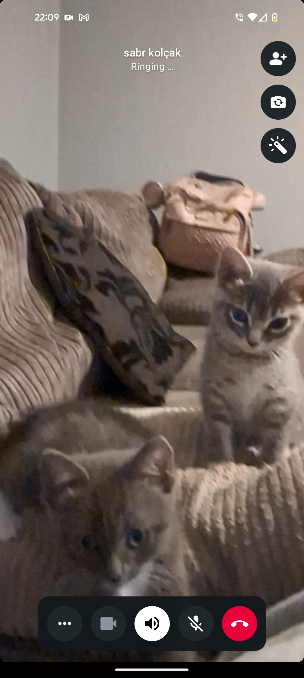 Raise funds for sonic's vet bill campaign photo, 4 of 6