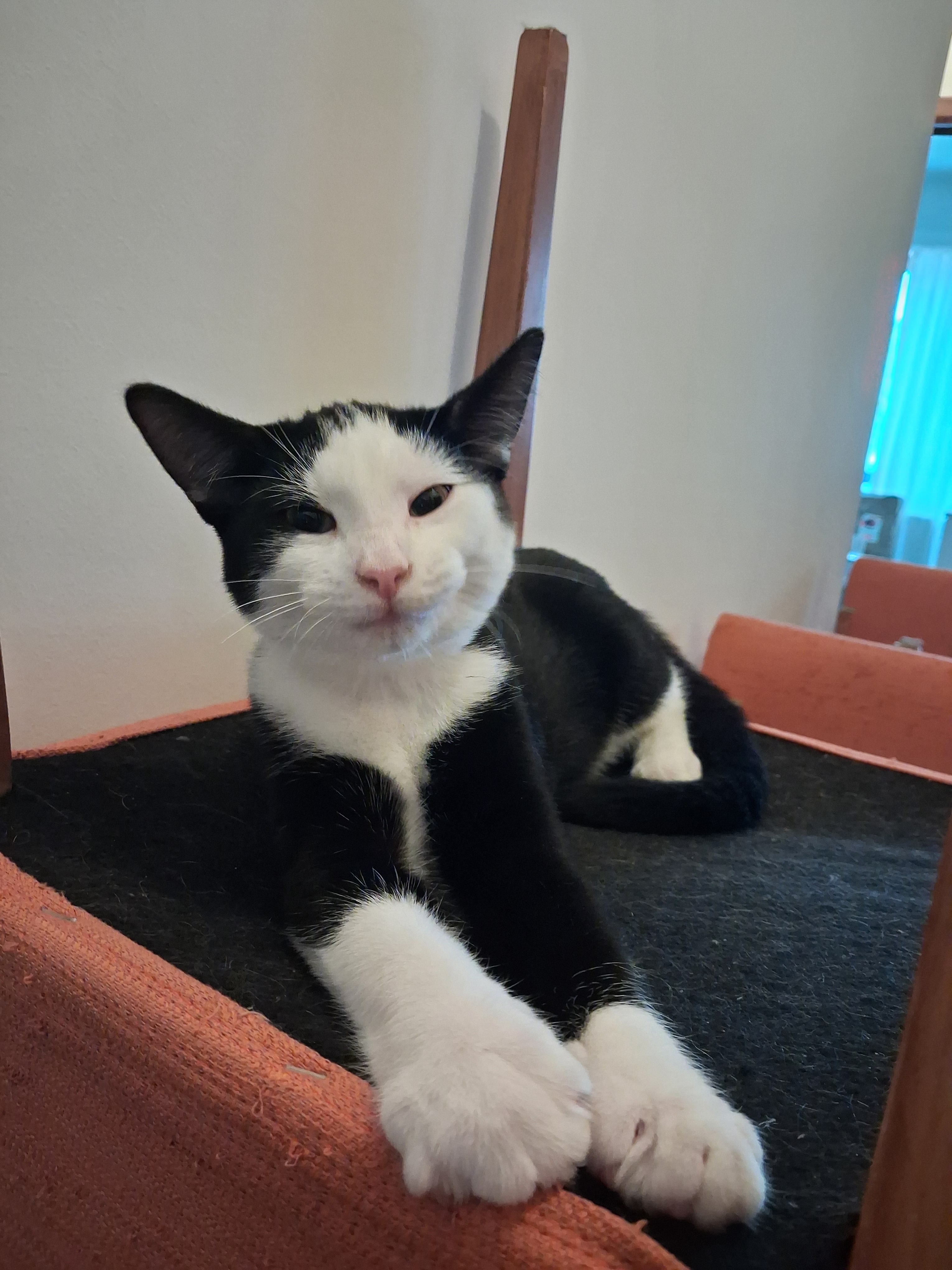 Help Pichu en Raichu terug gezond te worden campaign photo, 2 of 8