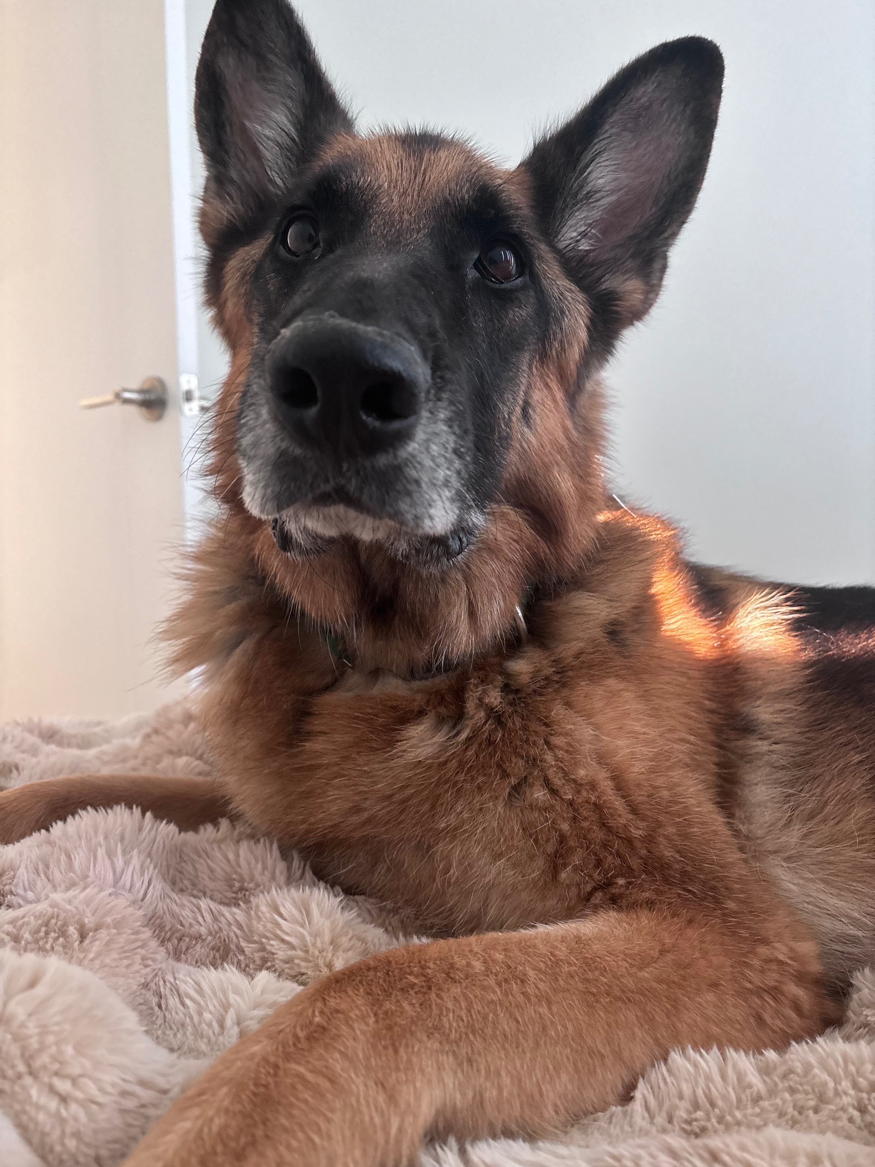 Help Nala Get the Specialist Care She Needs campaign photo, 2 of 8