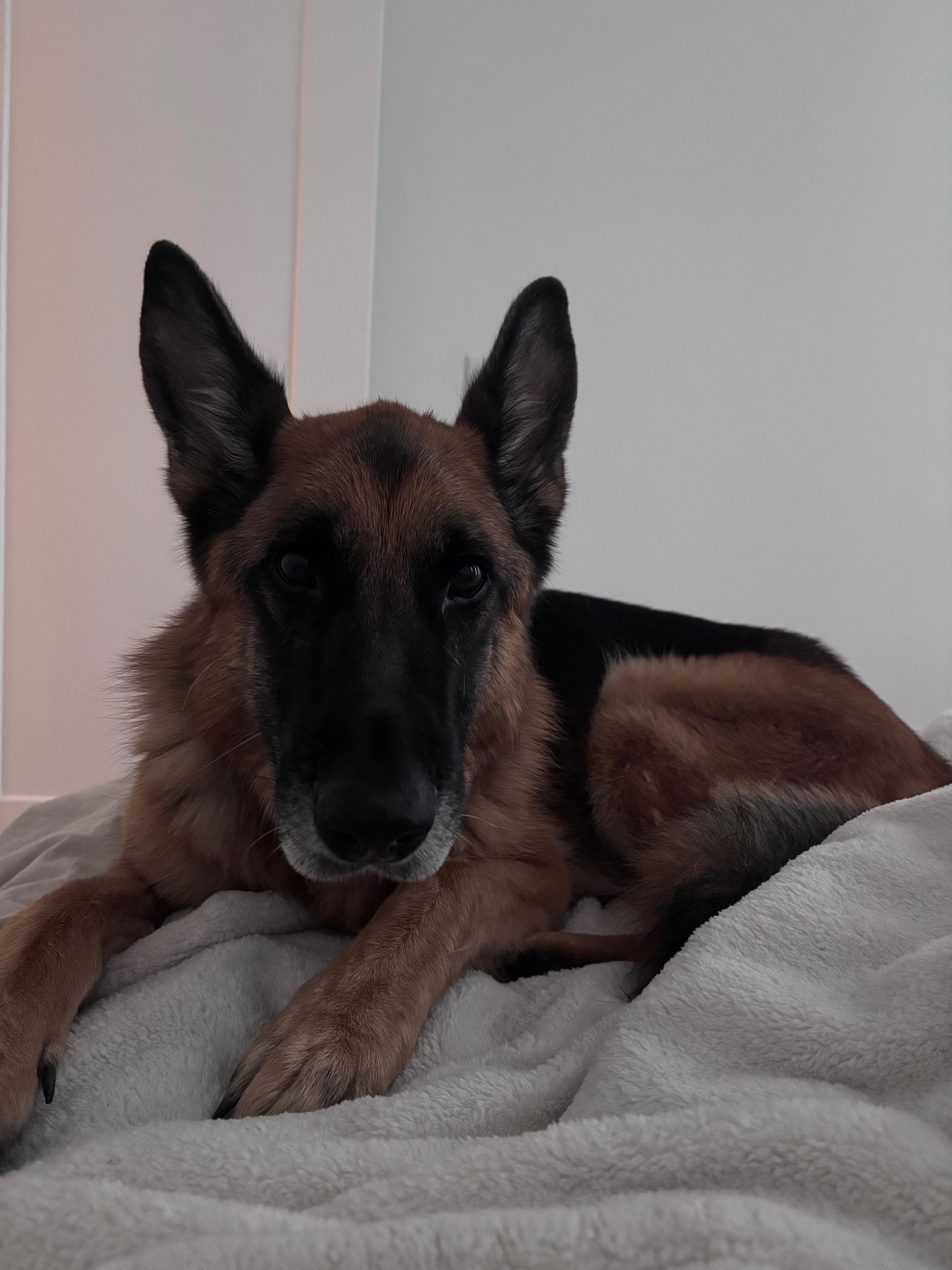 Help Nala Get the Specialist Care She Needs campaign photo, 4 of 8