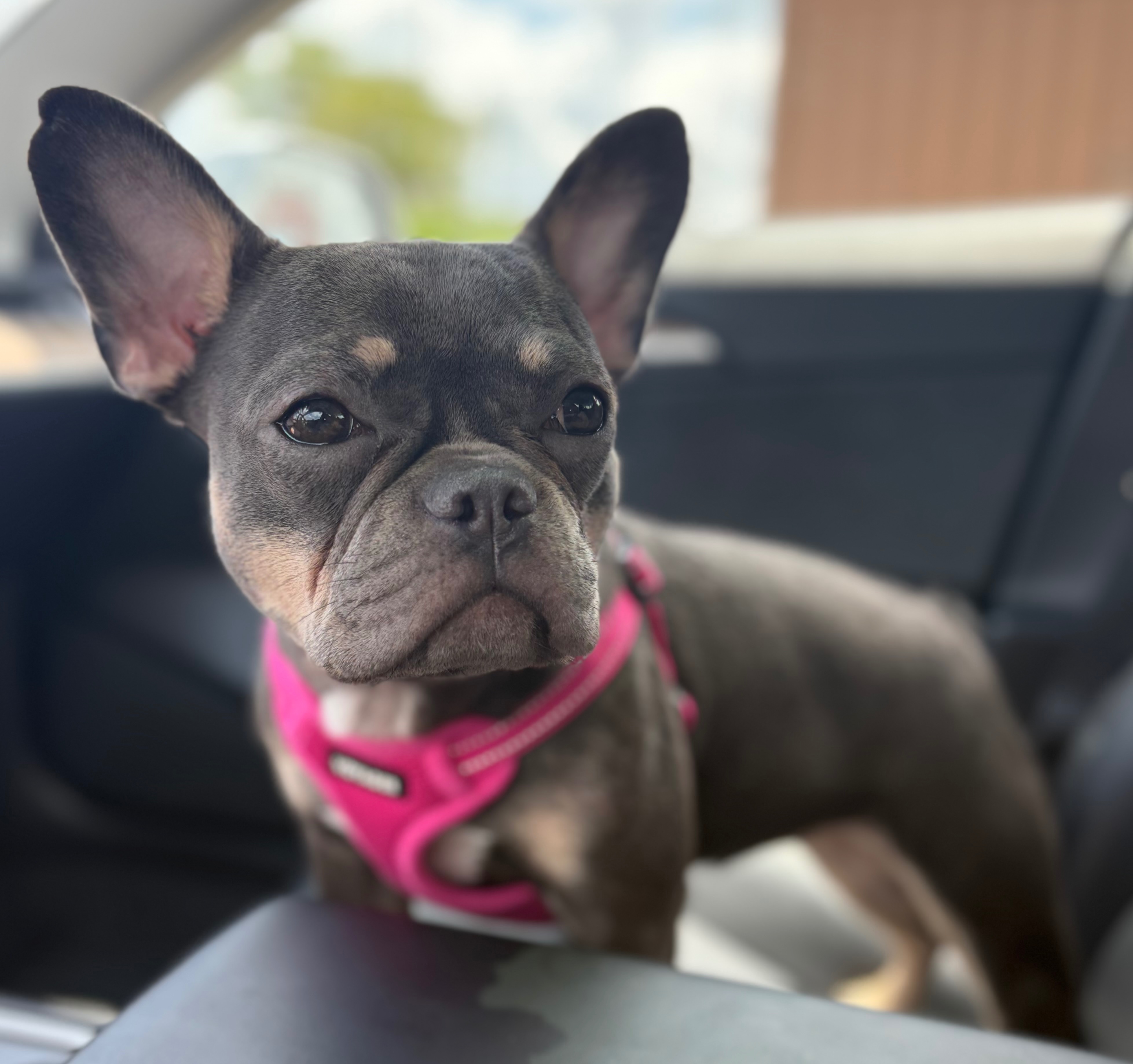 Urgent Help for Zelda's Vet Care campaign photo, 7 of 8
