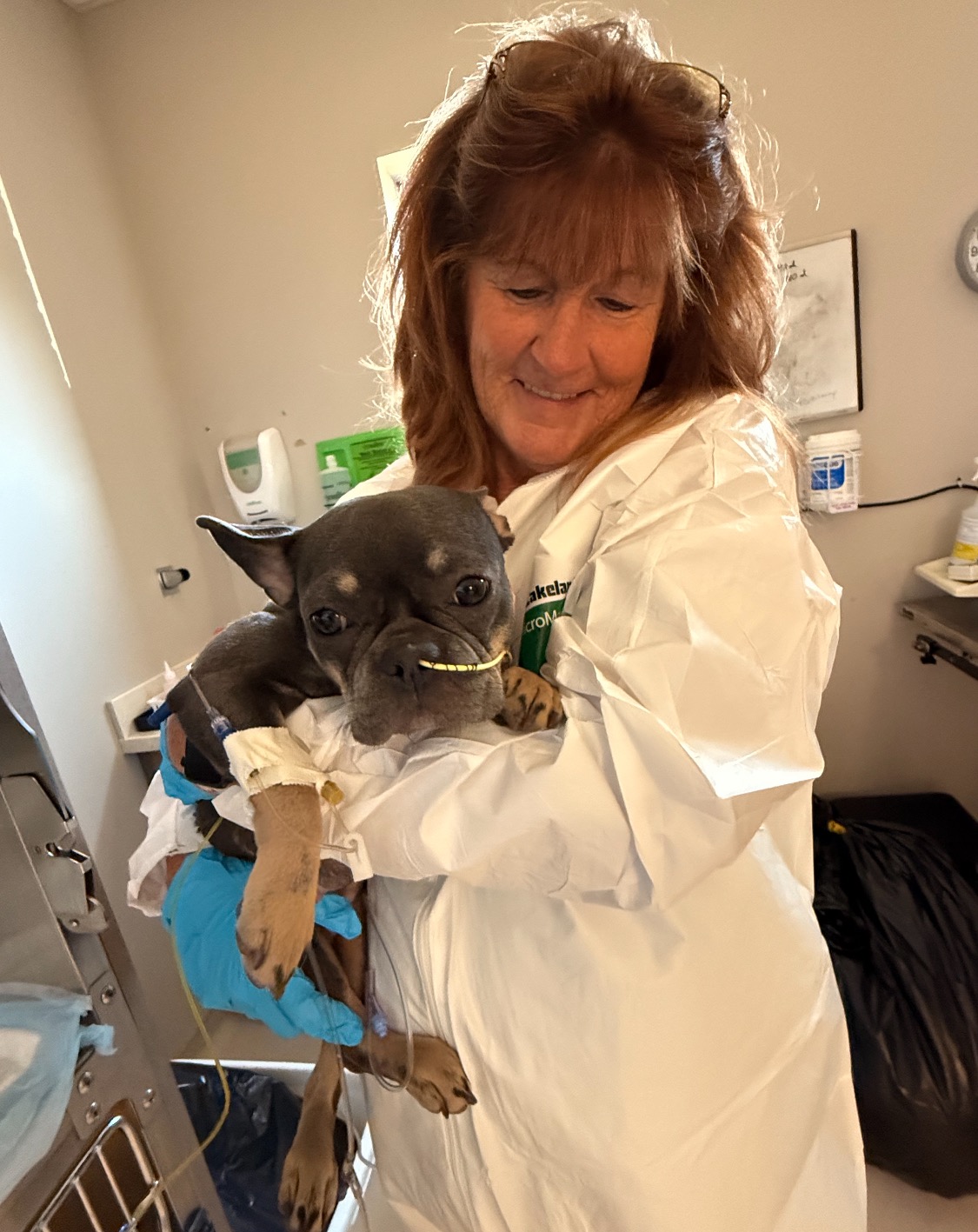 Urgent Help for Zelda's Vet Care campaign photo, 6 of 8
