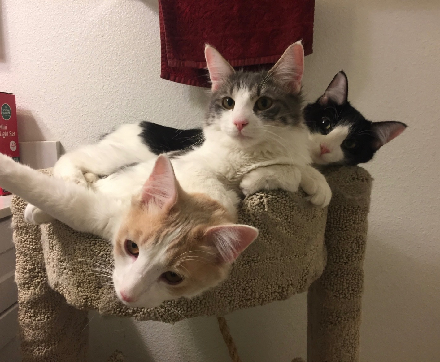 Support Junko's Emergency Vet Care Costs campaign photo, 2 of 5