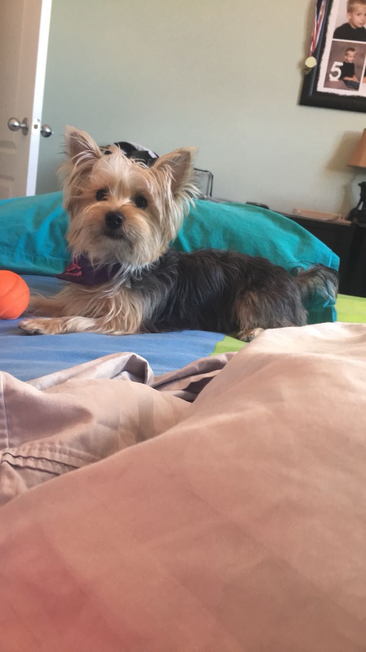 Help Save Our Sweet Lexi campaign photo, 6 of 7