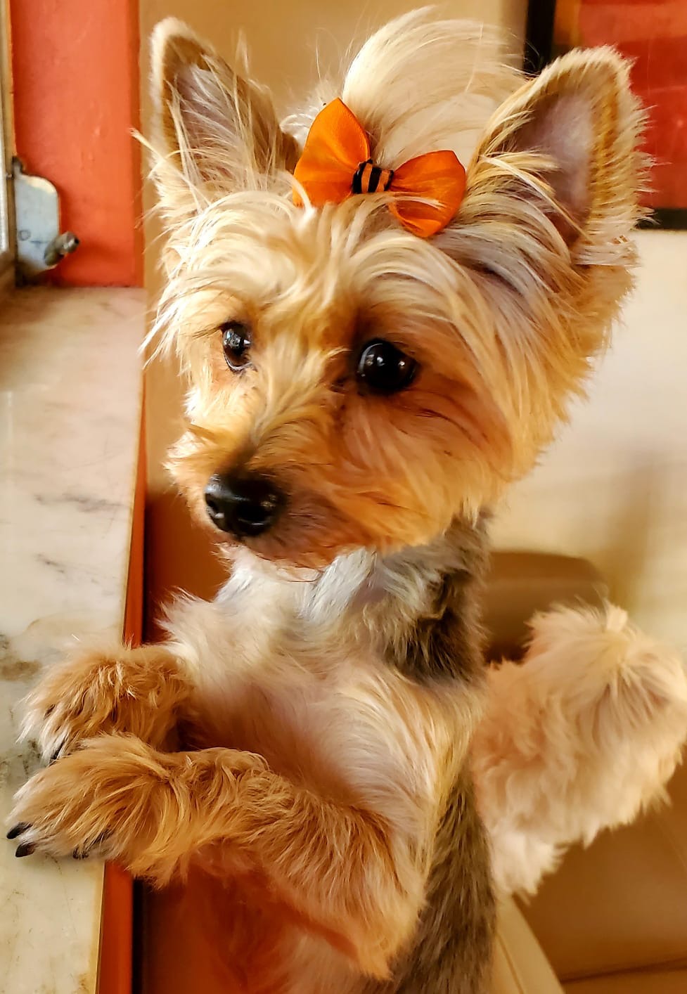 Help Save Our Sweet Lexi campaign photo, 4 of 7