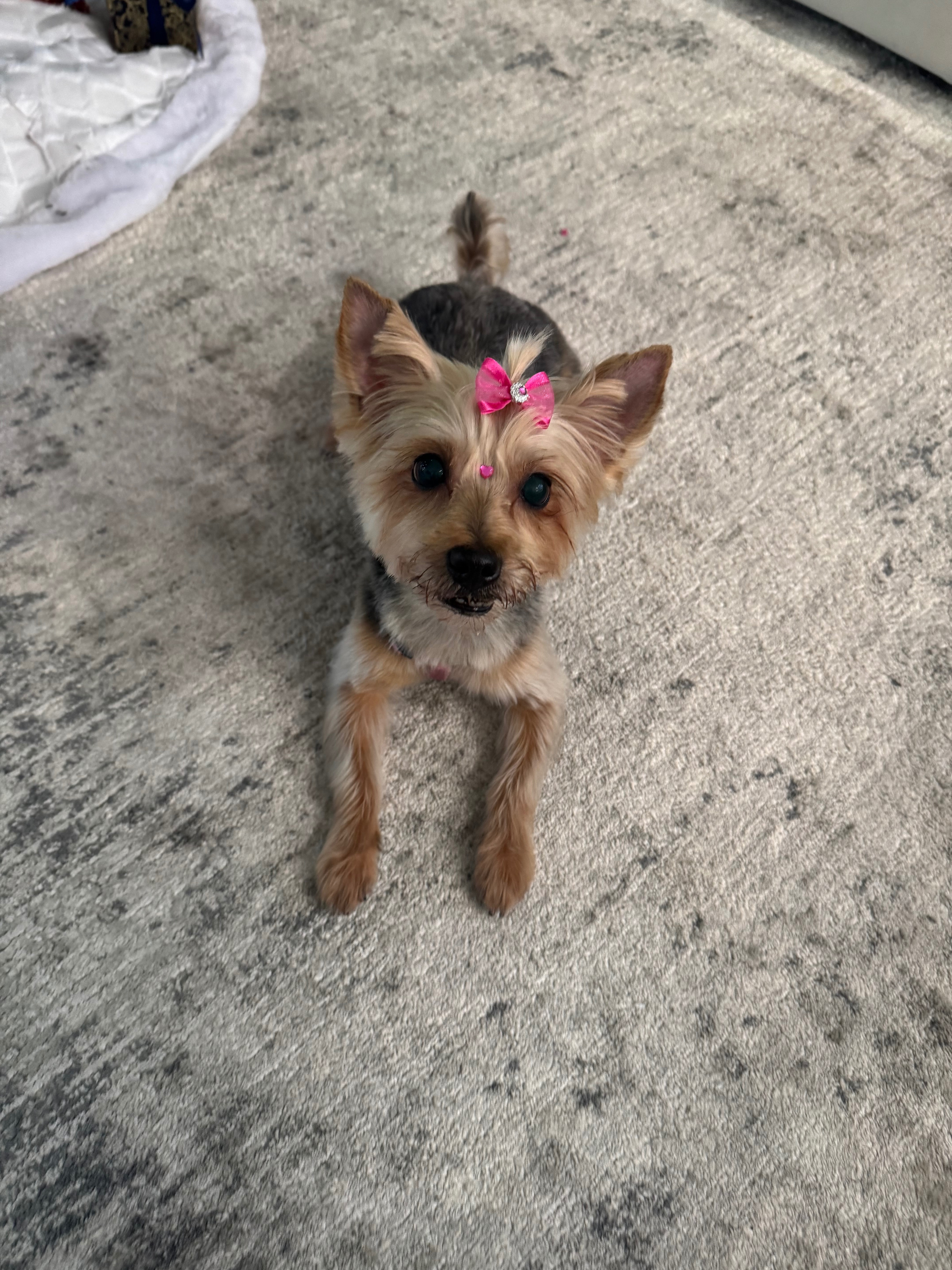 Help Save Our Sweet Lexi campaign photo, 5 of 7