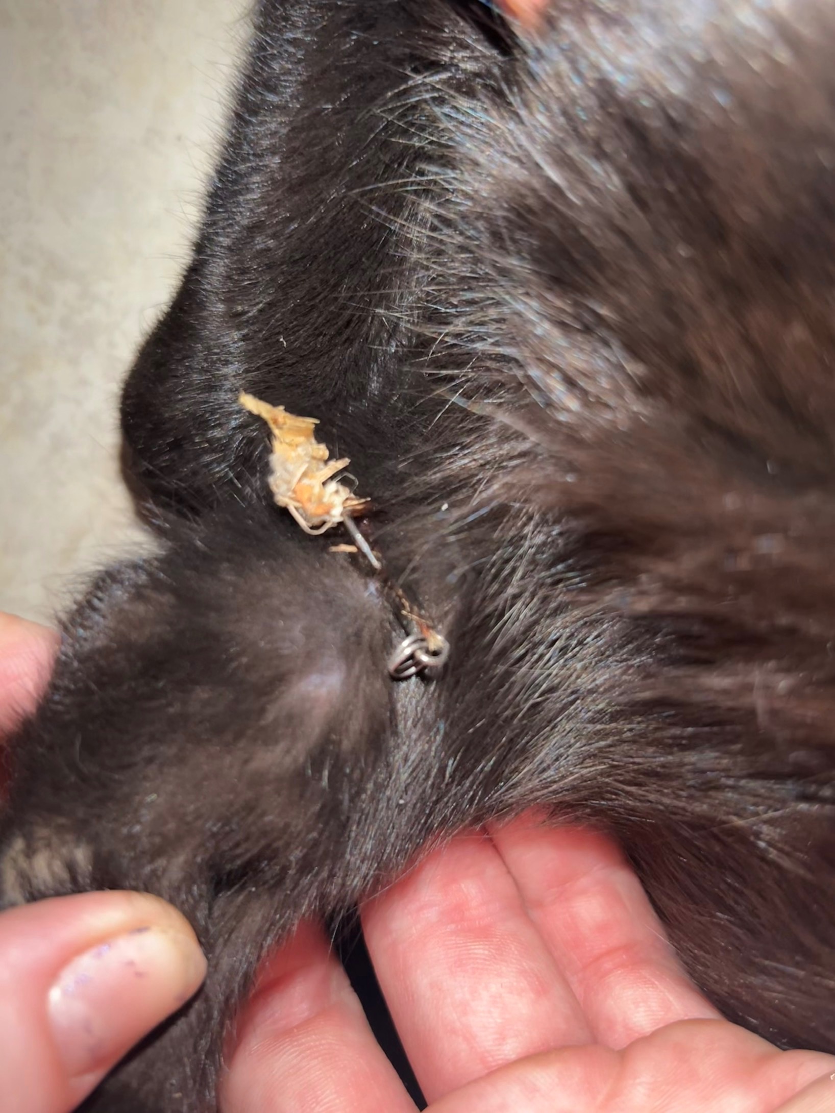 Help Fish the Kitten Get Urgent Vet Care campaign photo, 7 of 7