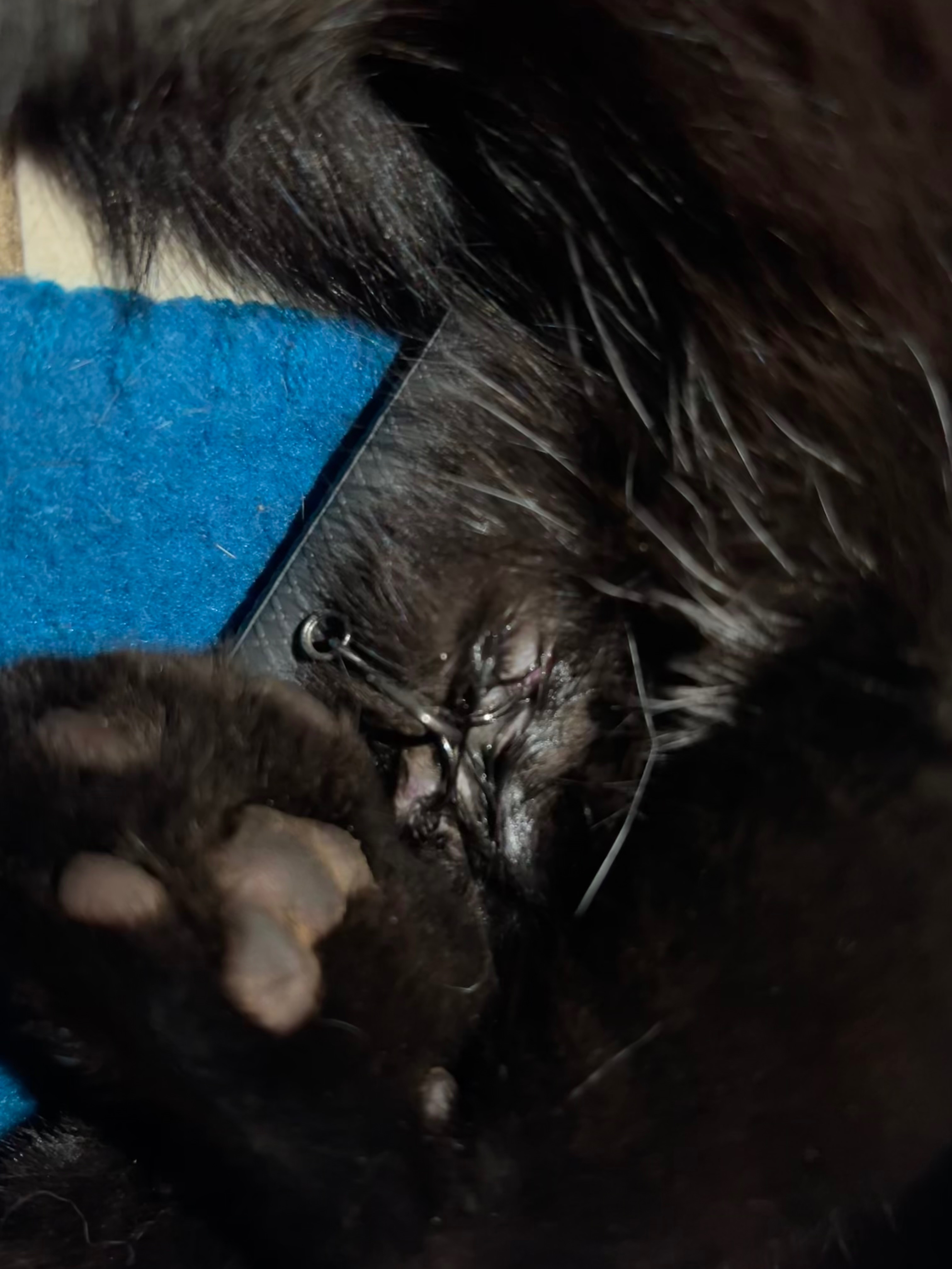 Help Fish the Kitten Get Urgent Vet Care campaign photo, 2 of 7