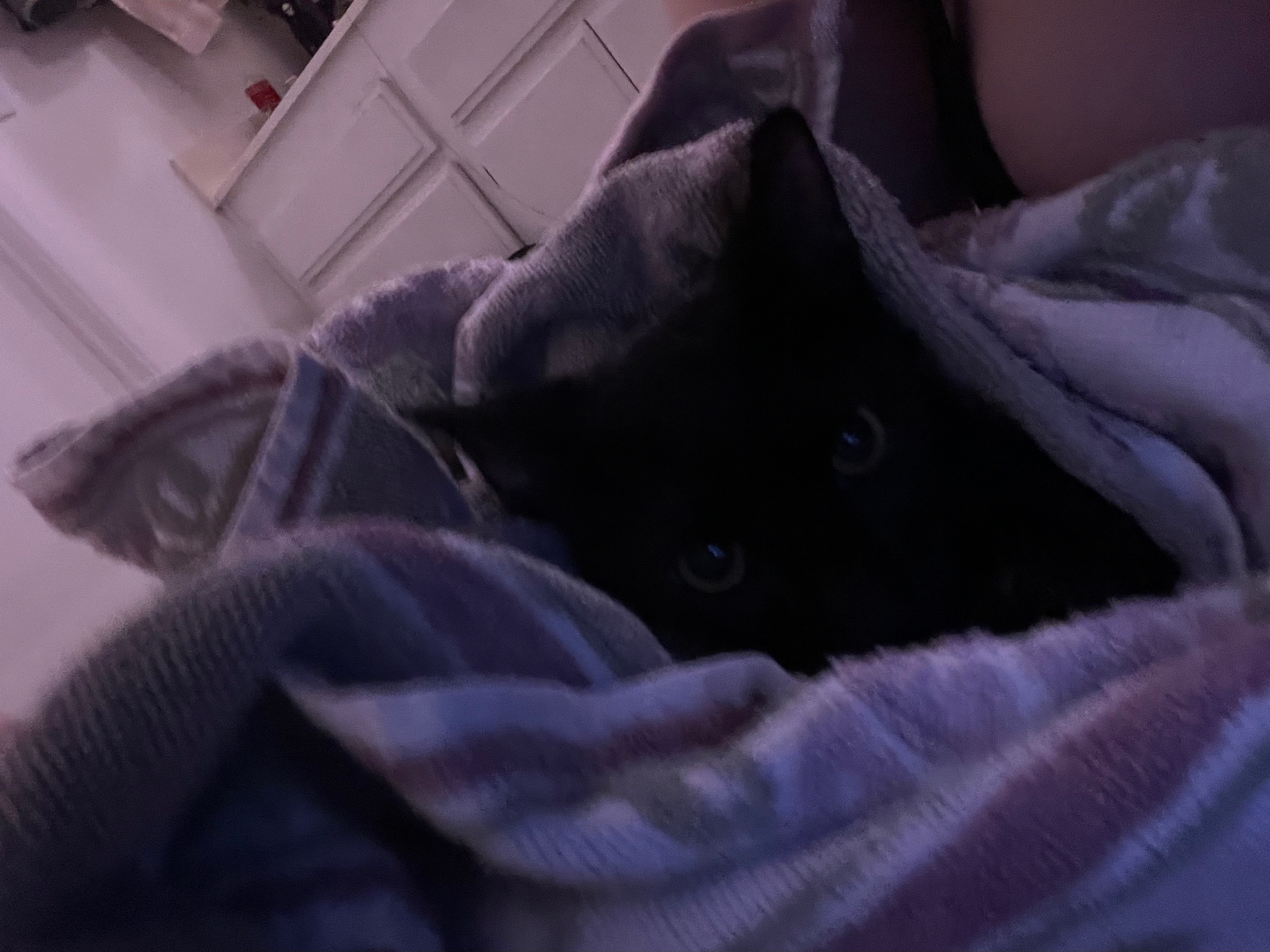 Help Fish the Kitten Get Urgent Vet Care campaign photo, 4 of 7