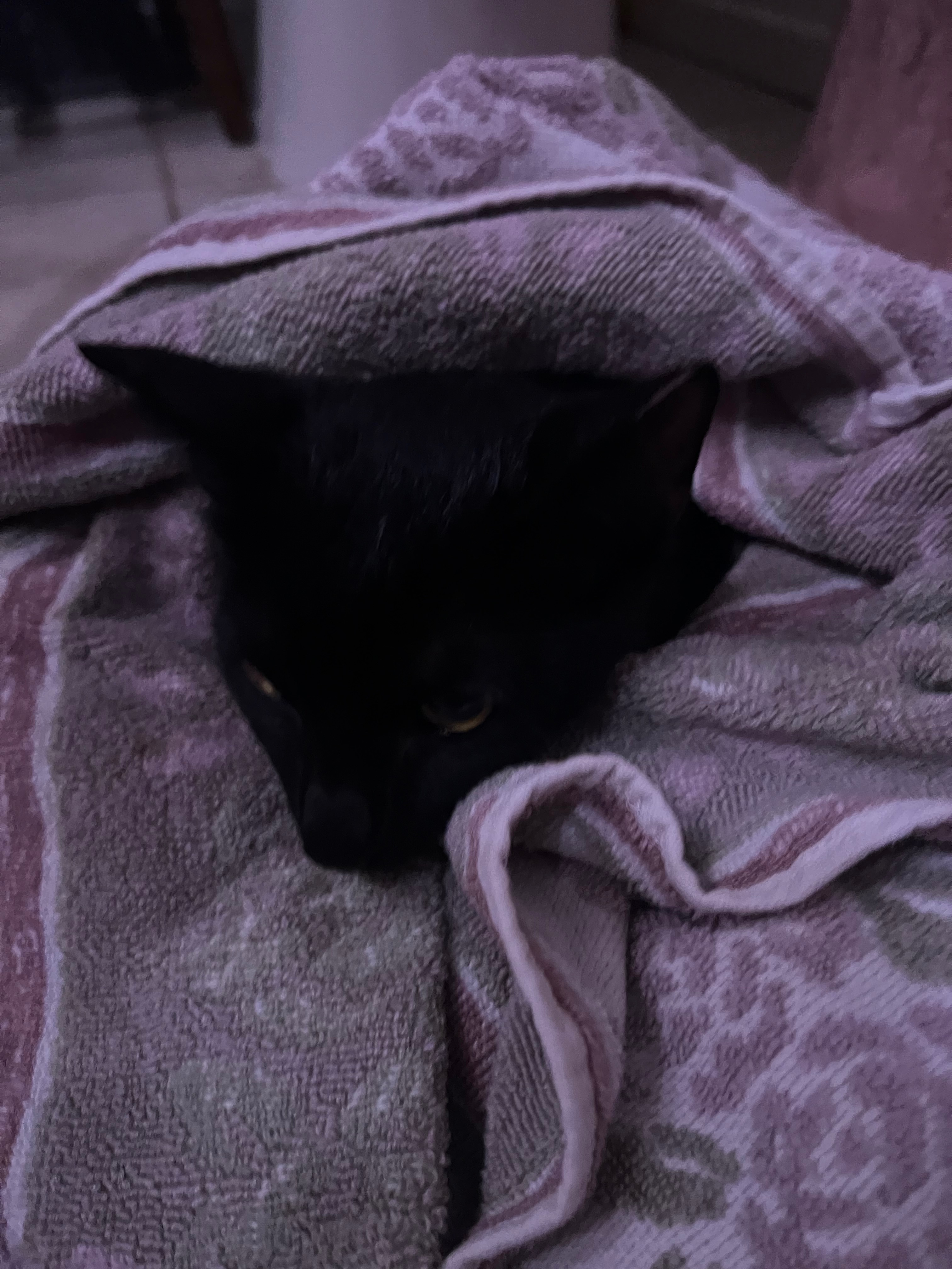 Help Fish the Kitten Get Urgent Vet Care campaign photo, 5 of 7