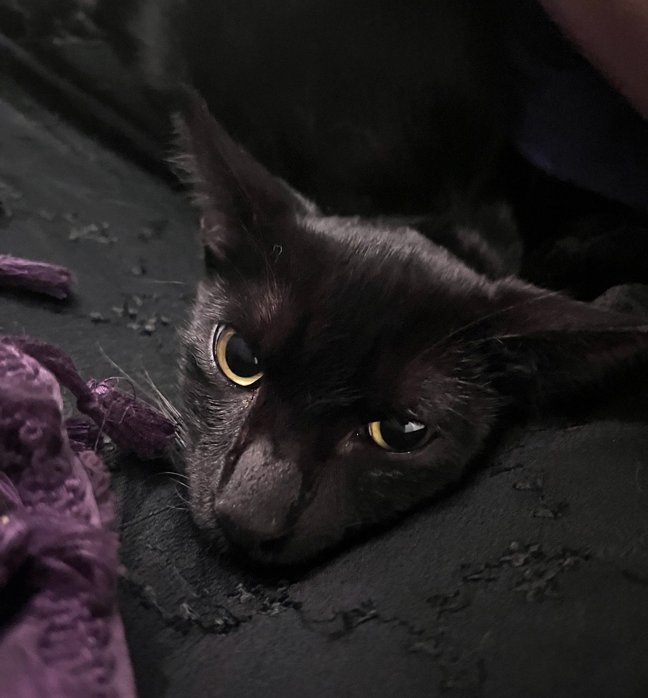 Help Fish the Kitten Get Urgent Vet Care campaign photo, 6 of 7