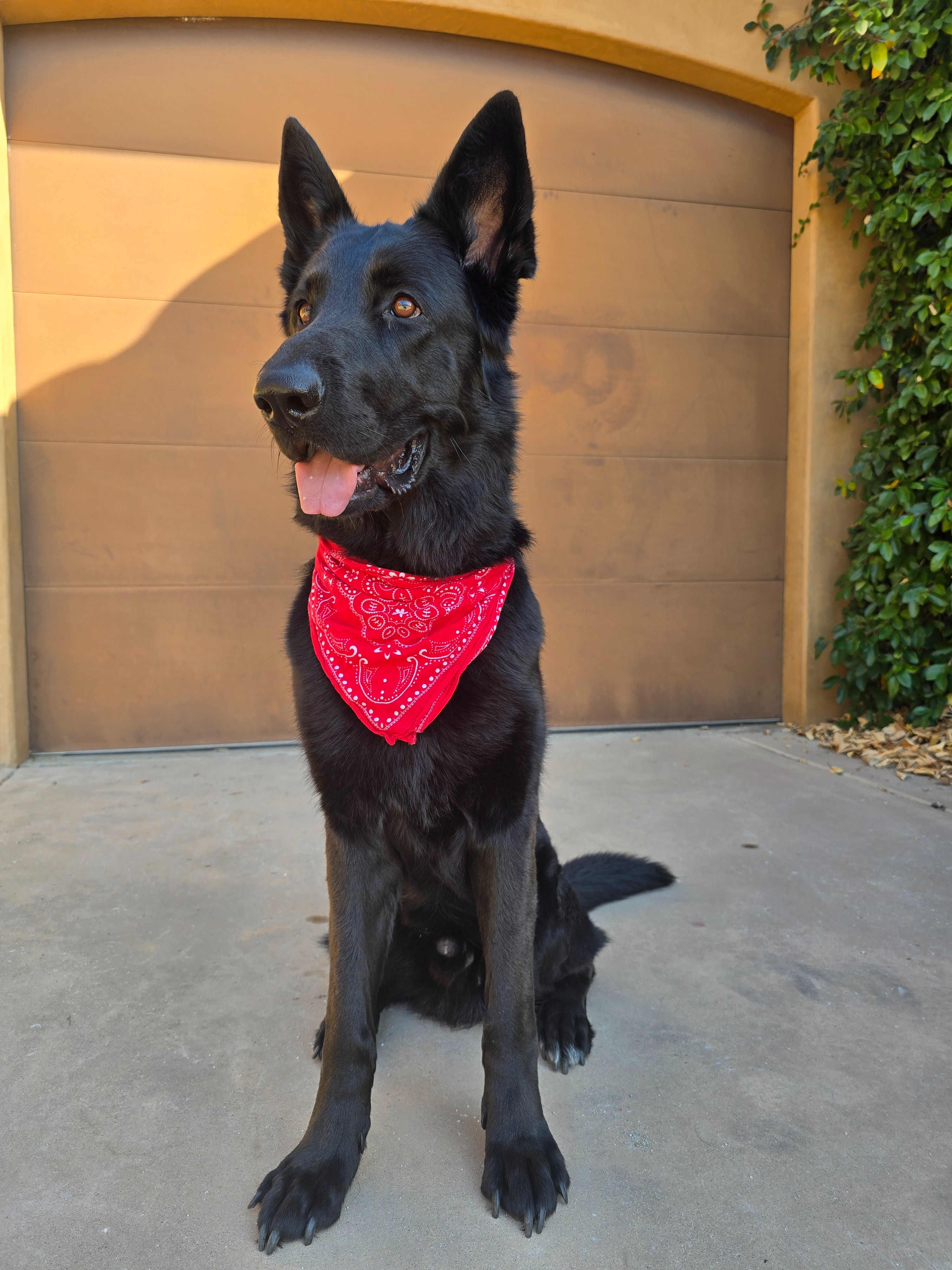 Kazui and RJ's new home campaign photo, 5 of 6