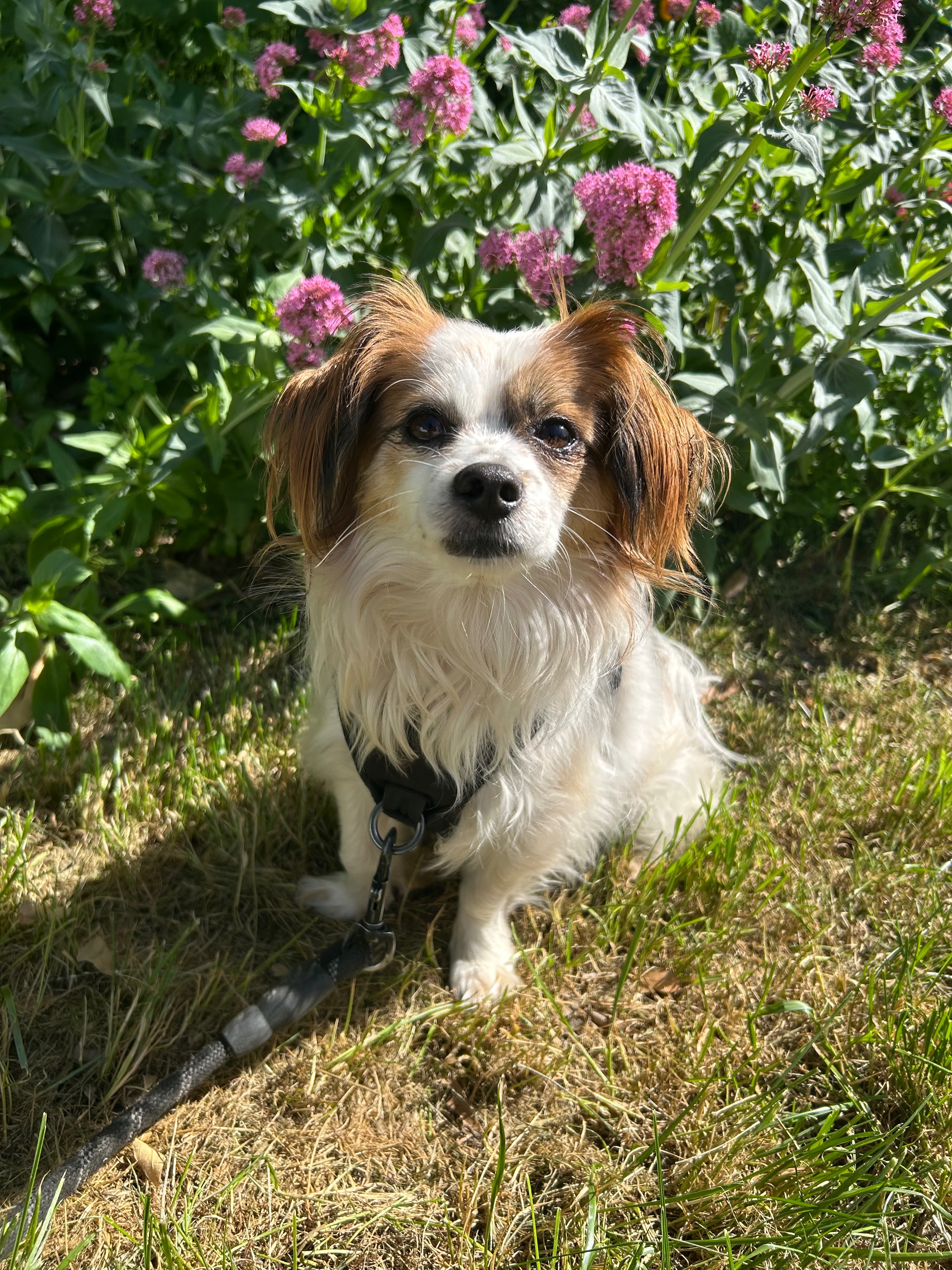 Help Bojji get surgery! campaign photo, 6 of 8